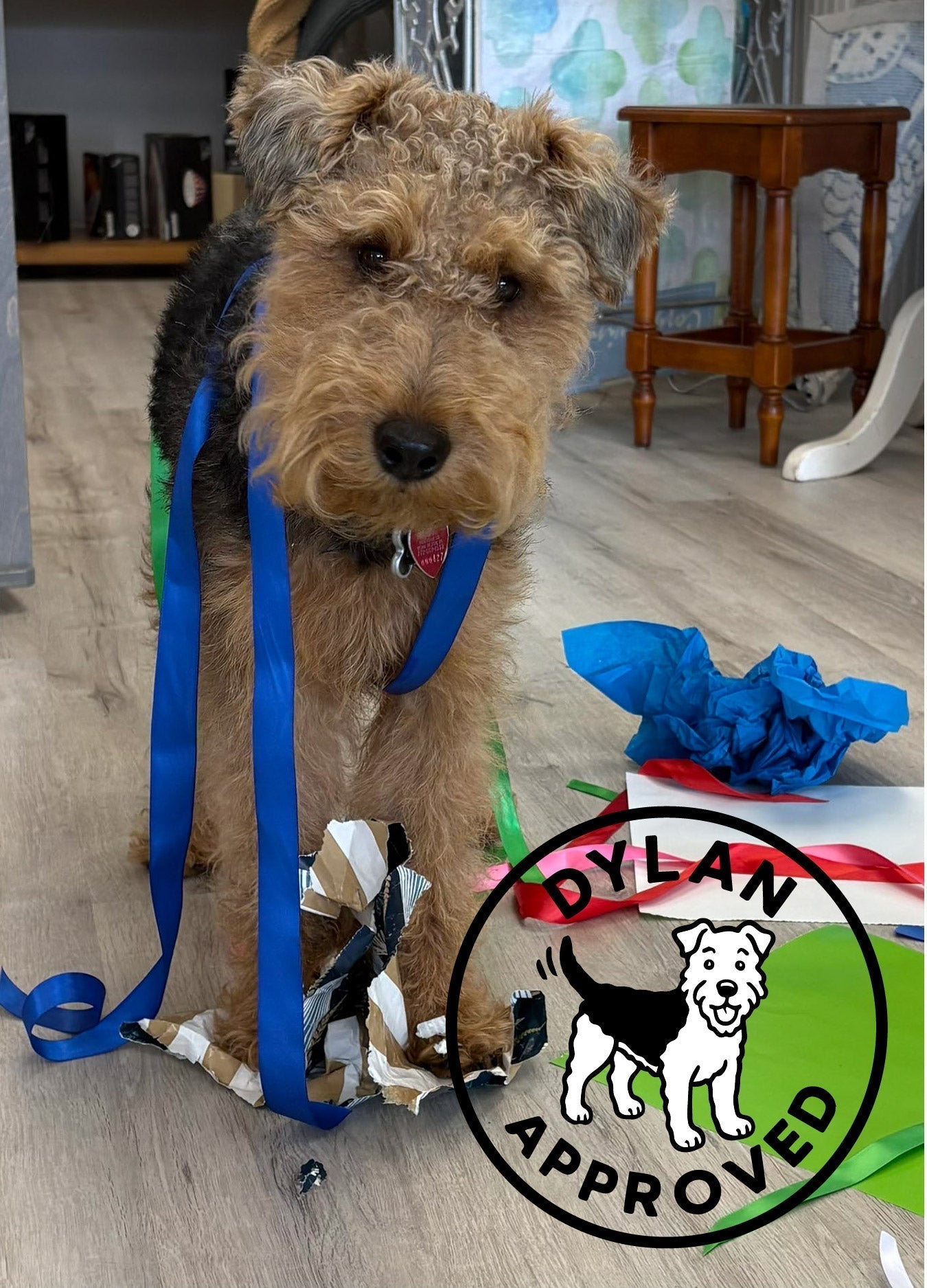 🐾 Meet Dylan: Maison Beach's Chief Product Curator