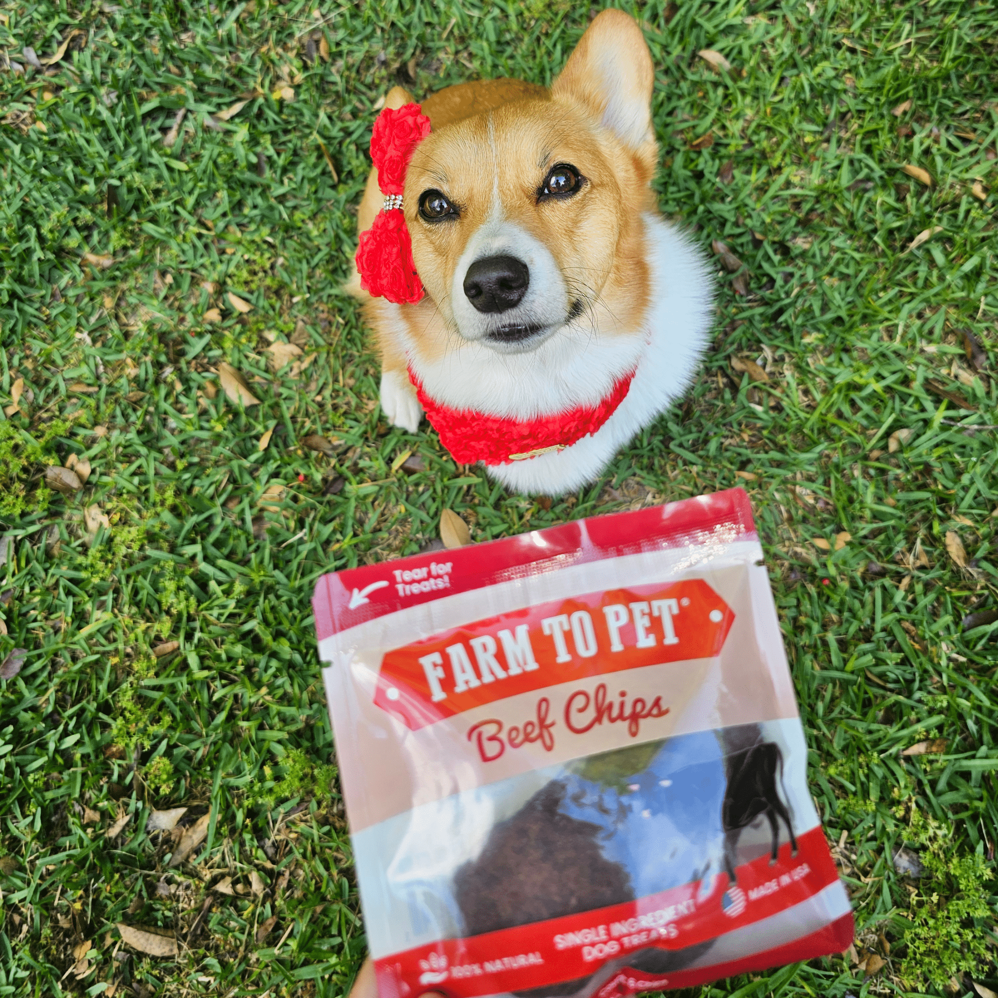 Beef Chips Snack Pack Bundles | Dog Treats for Training & Travel - MaisonBeach