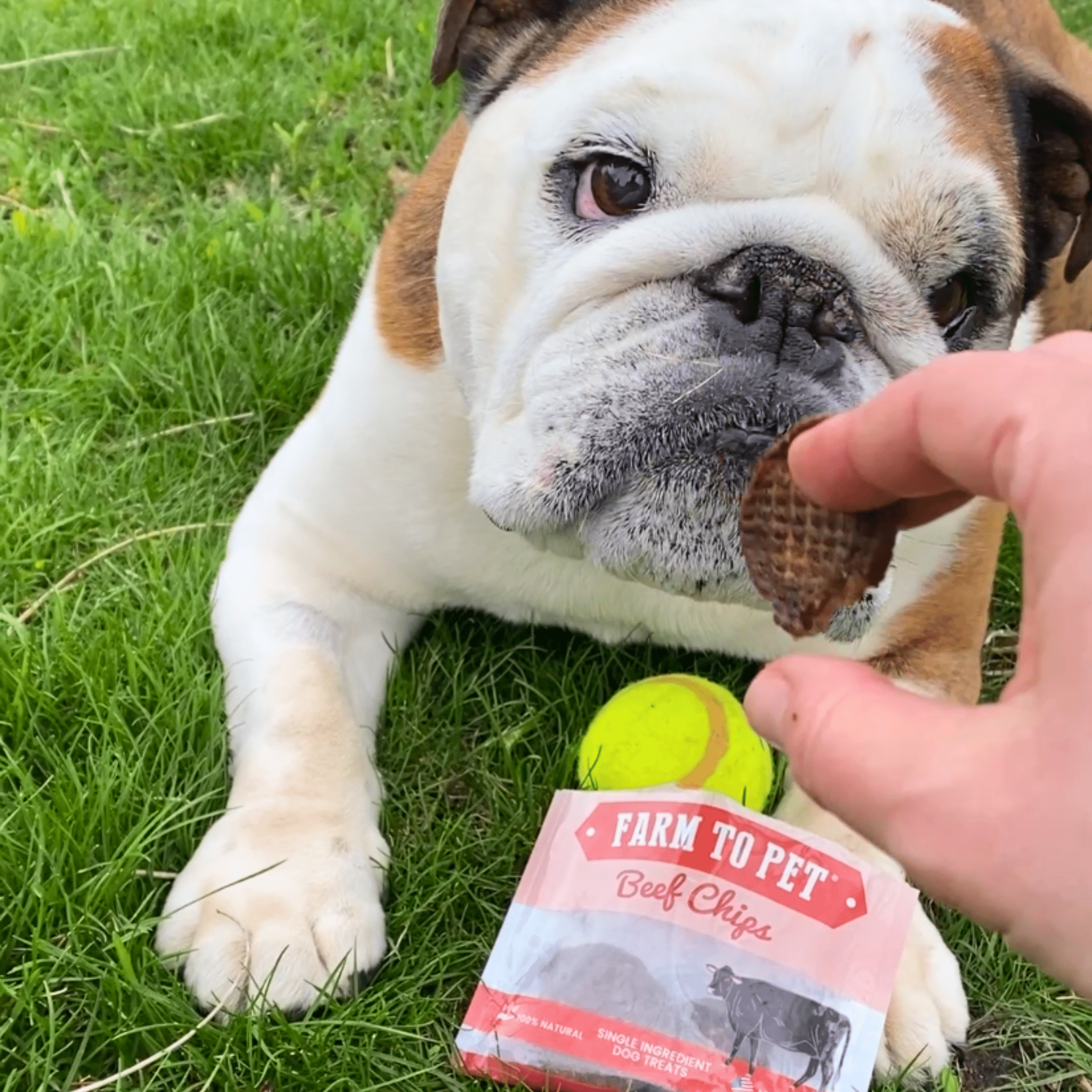 Beef Chips Snack Pack Bundles | Dog Treats for Training & Travel - MaisonBeach