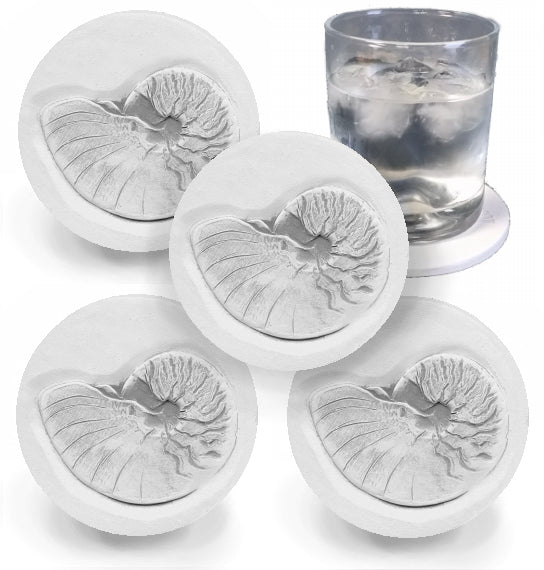 Nautilus Shell Drink Coasters - MaisonBeach