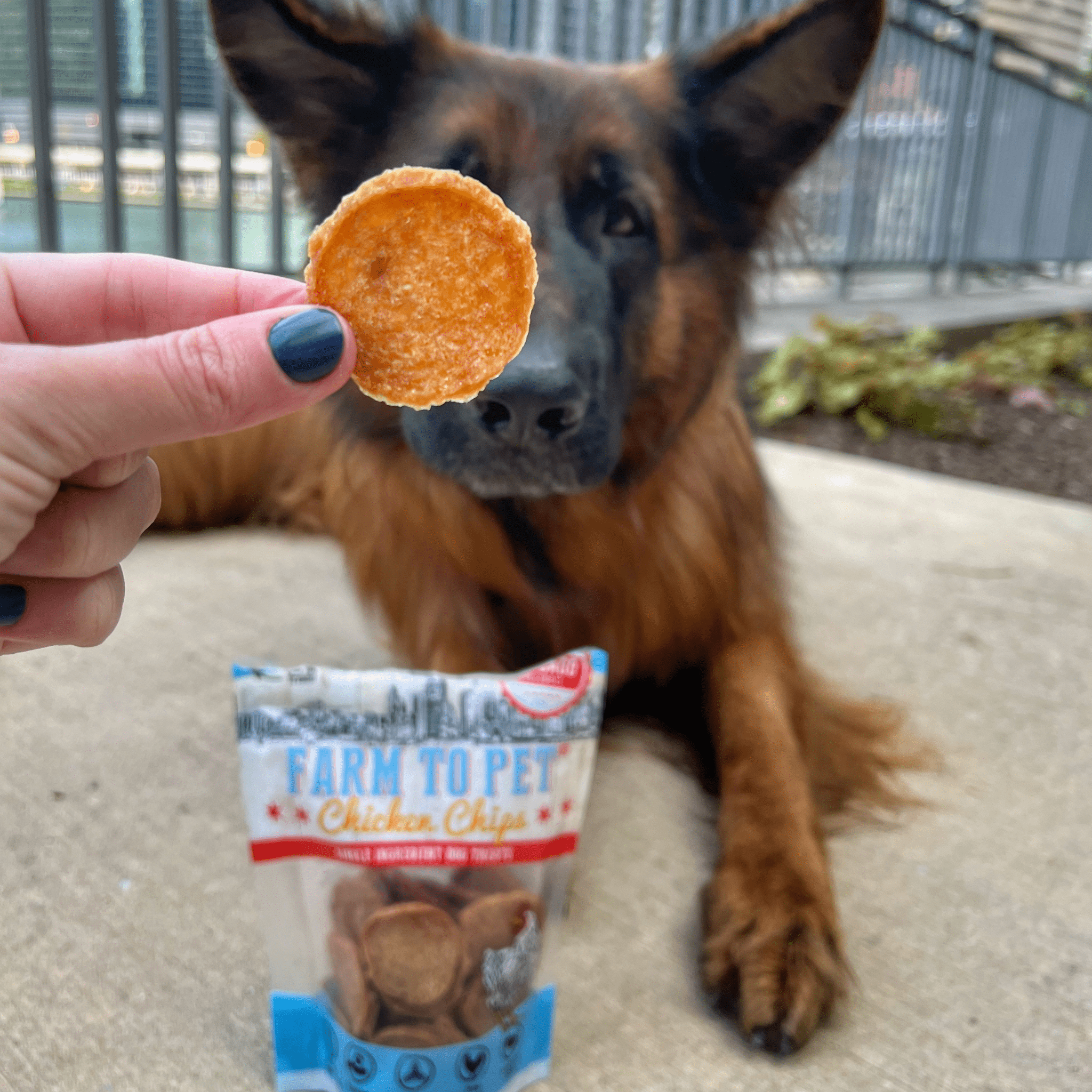 Farm to Pet - Chicago Chicken Chips - MaisonBeach