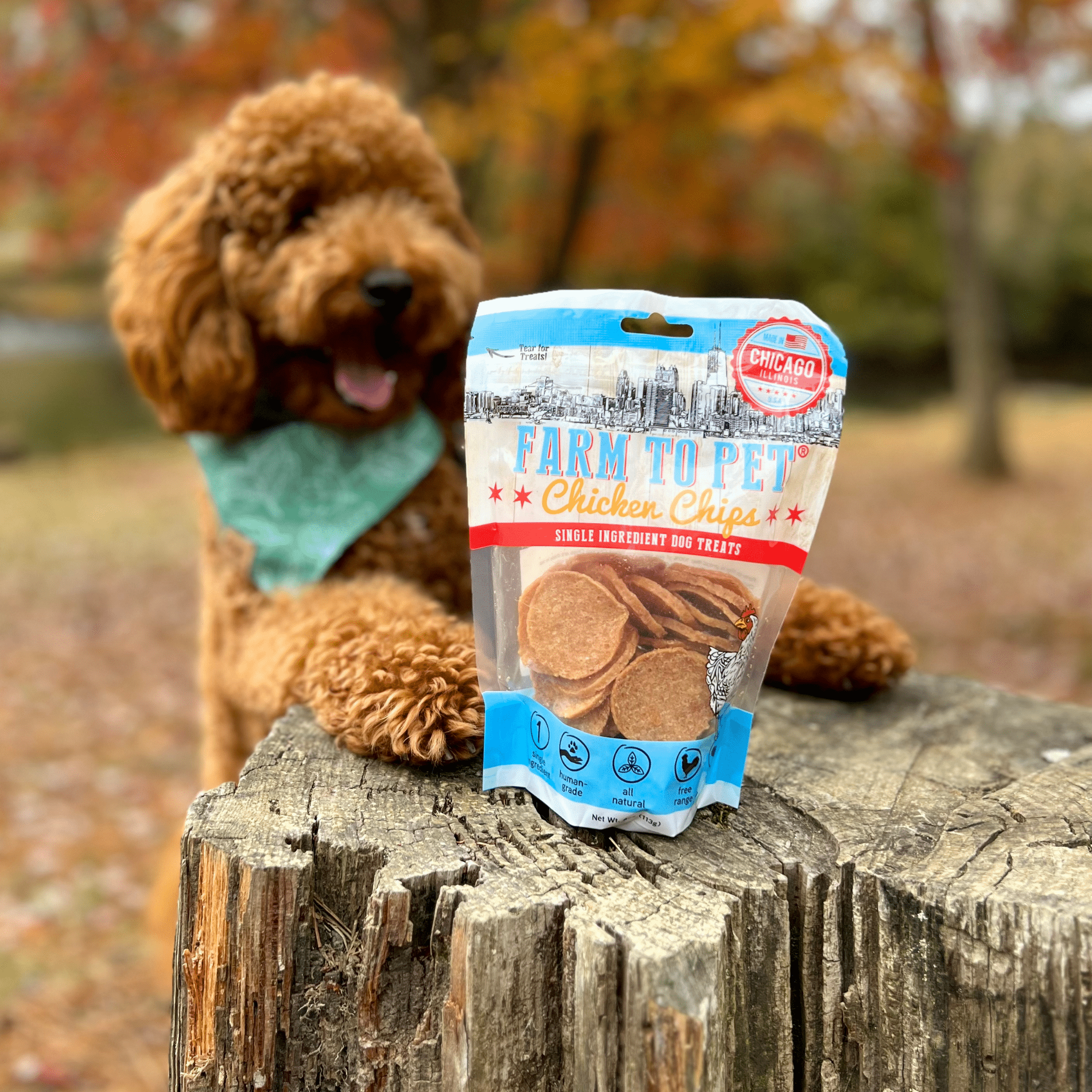 Farm to Pet - Chicago Chicken Chips - MaisonBeach