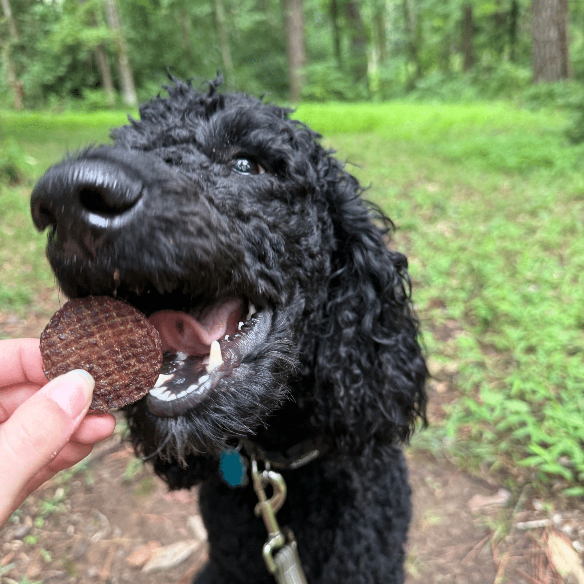 Beef Chips Dog Treats | Single-Ingredient Healthy Treats for Dogs - MaisonBeach