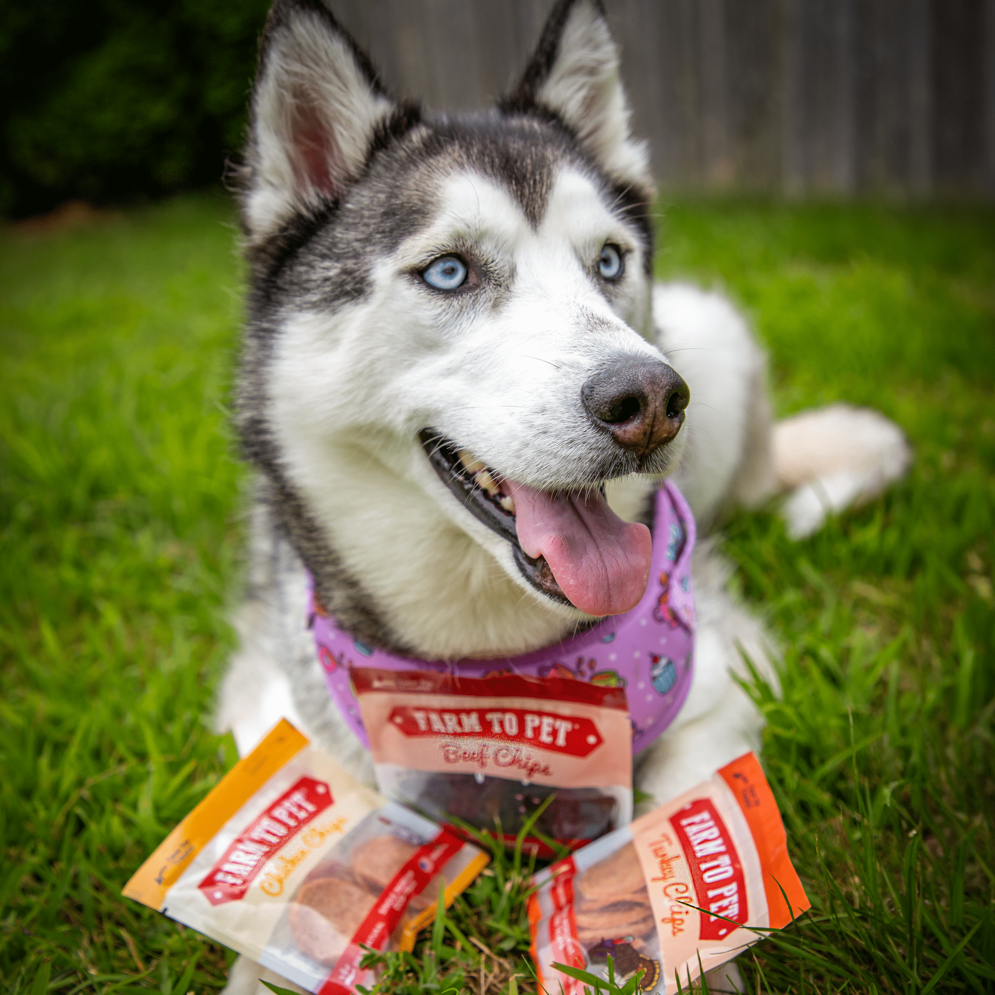 Snack Pack Dog Treat Sampler - MaisonBeach