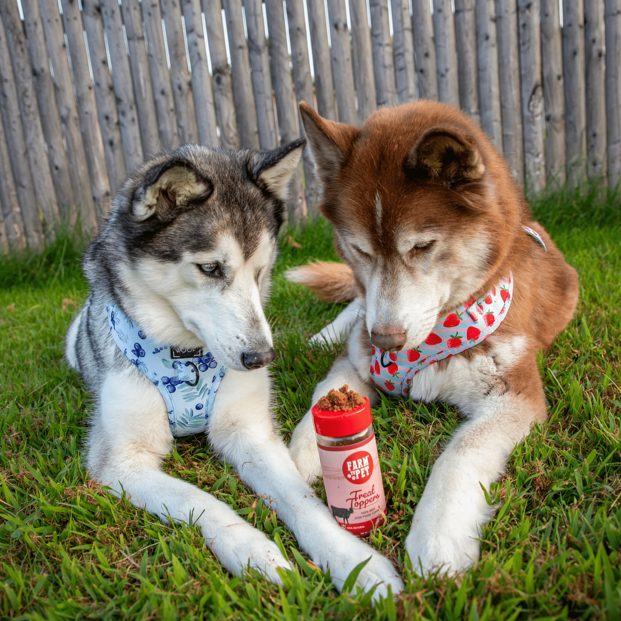 Treat Topper Beef Dog Food Topper | Powdered Meal Topper for Pets - MaisonBeach