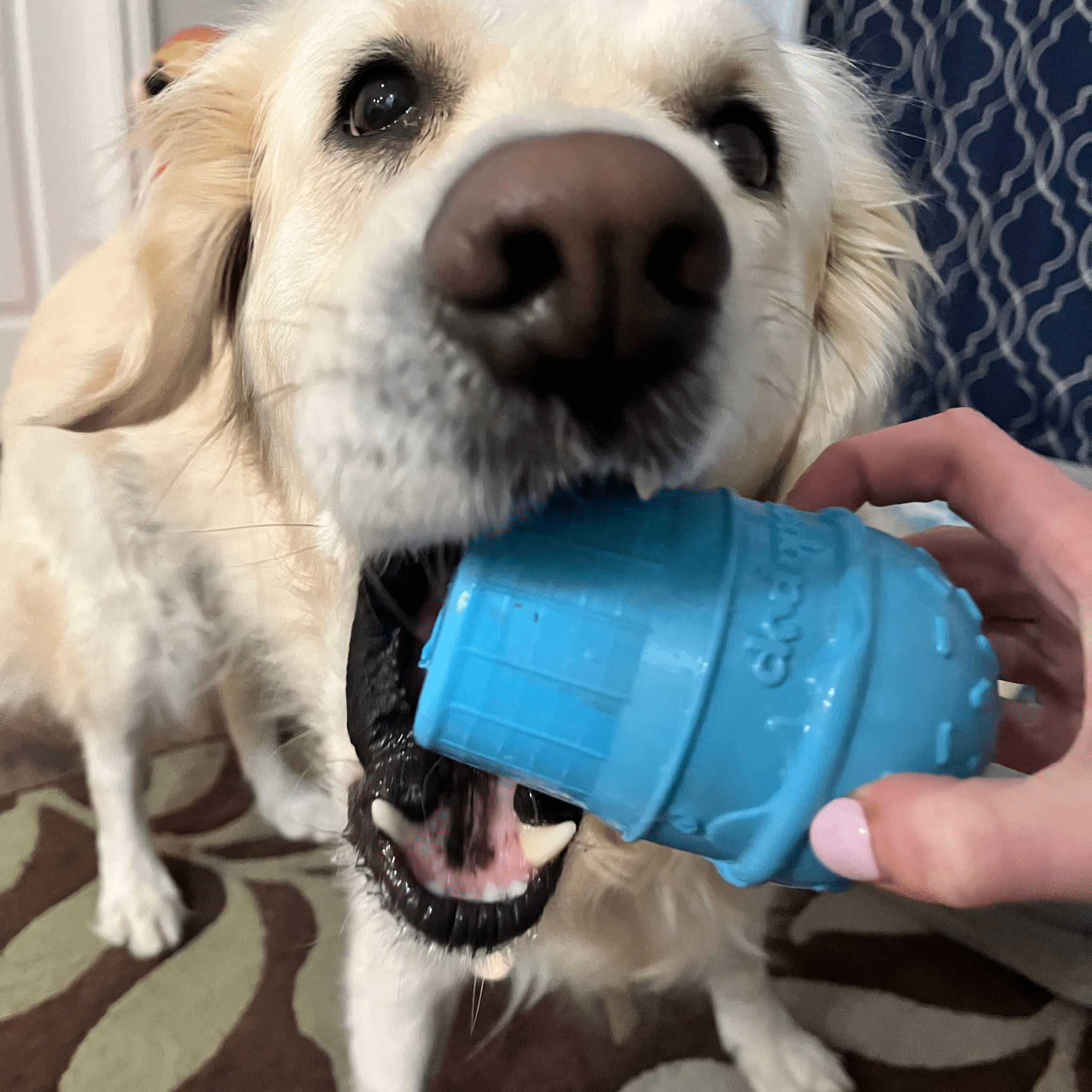 Dog Treat Dispensers - MaisonBeach