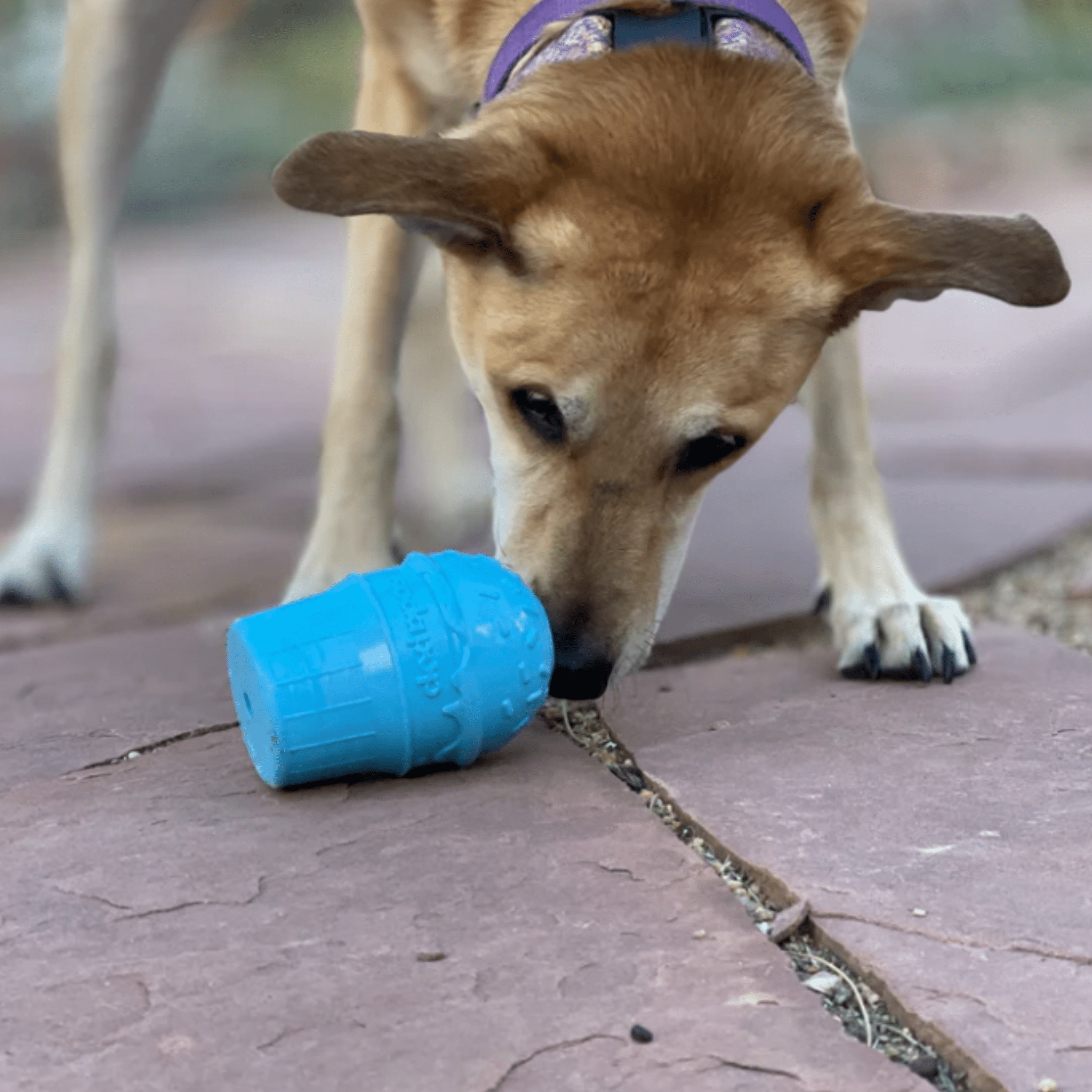Dog Treat Dispensers - MaisonBeach