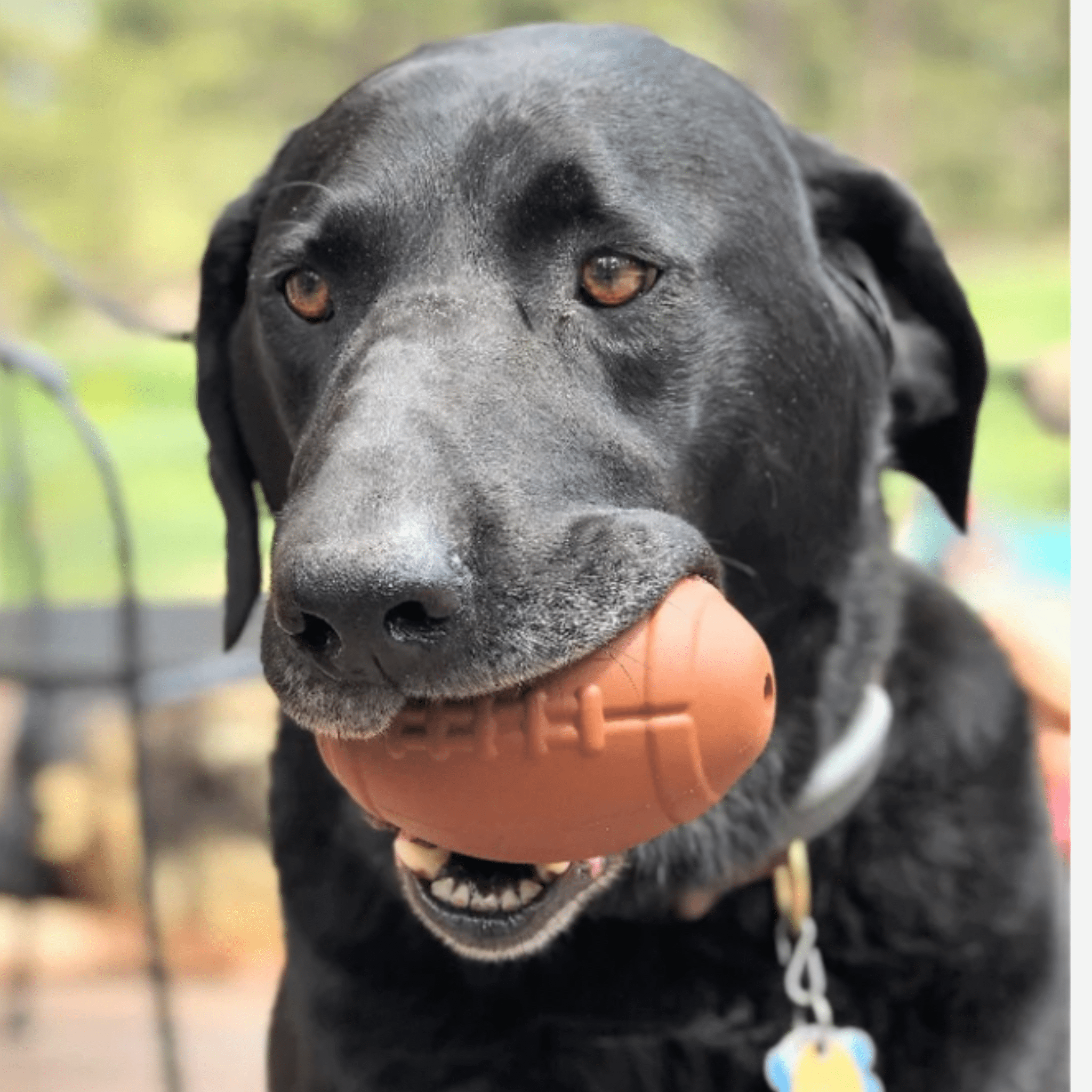 Dog Treat Dispensers - MaisonBeach