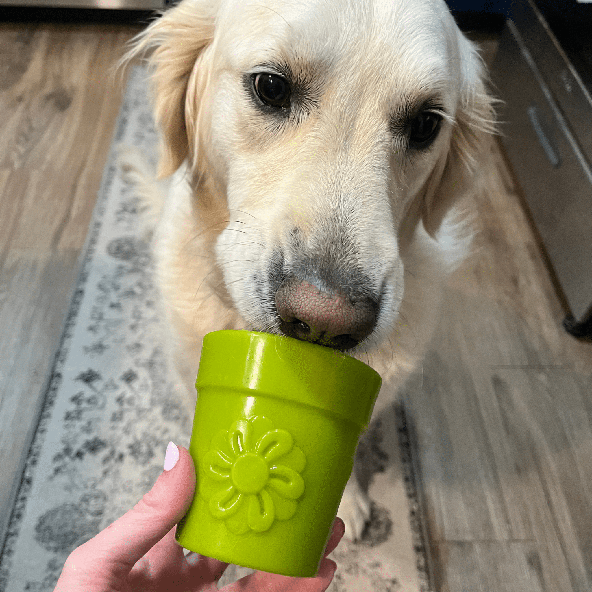 Dog Treat Dispensers - MaisonBeach