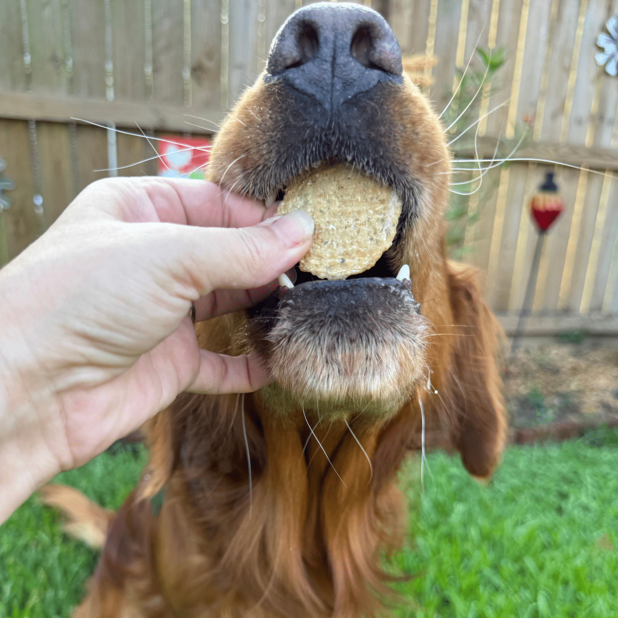 Fish Chips for Dogs | Wild-Caught Fish Dog Treats - MaisonBeach