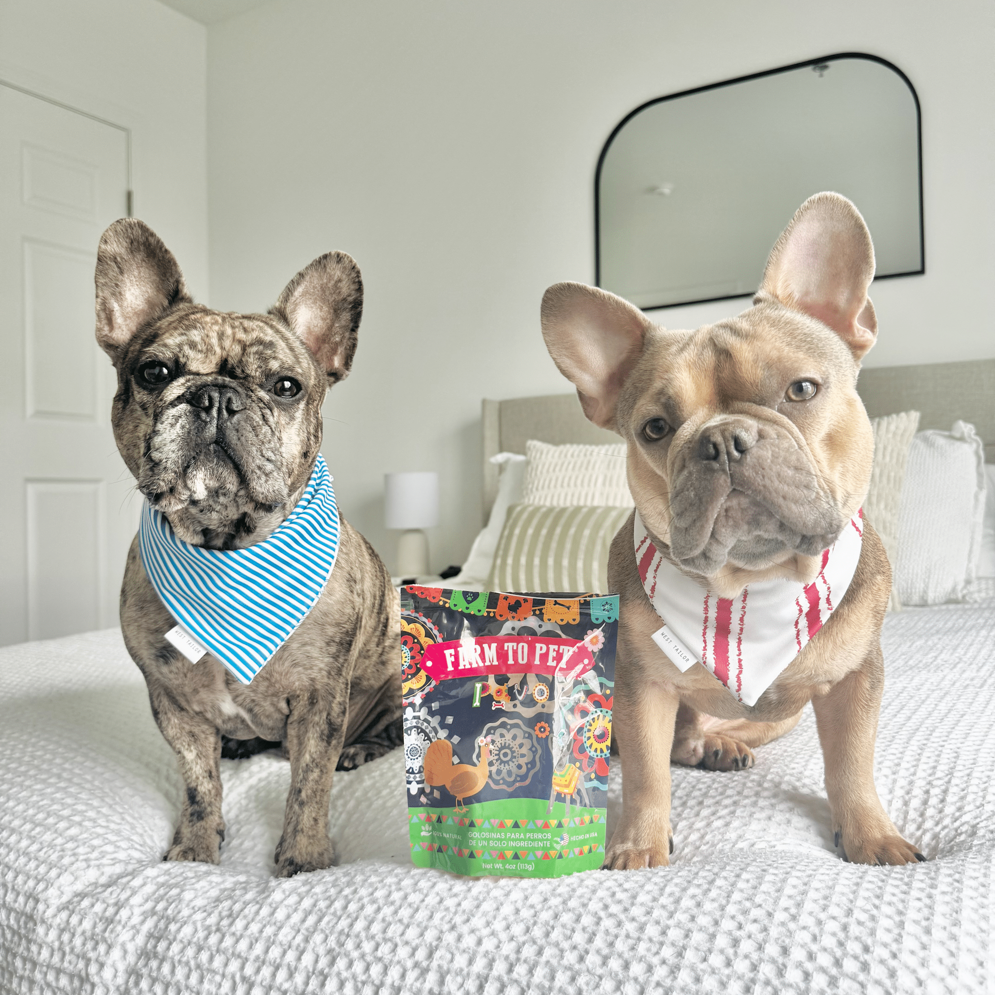 Premios Para Perros Fiesta Pack | Dog Treat Variety Bundle - MaisonBeach