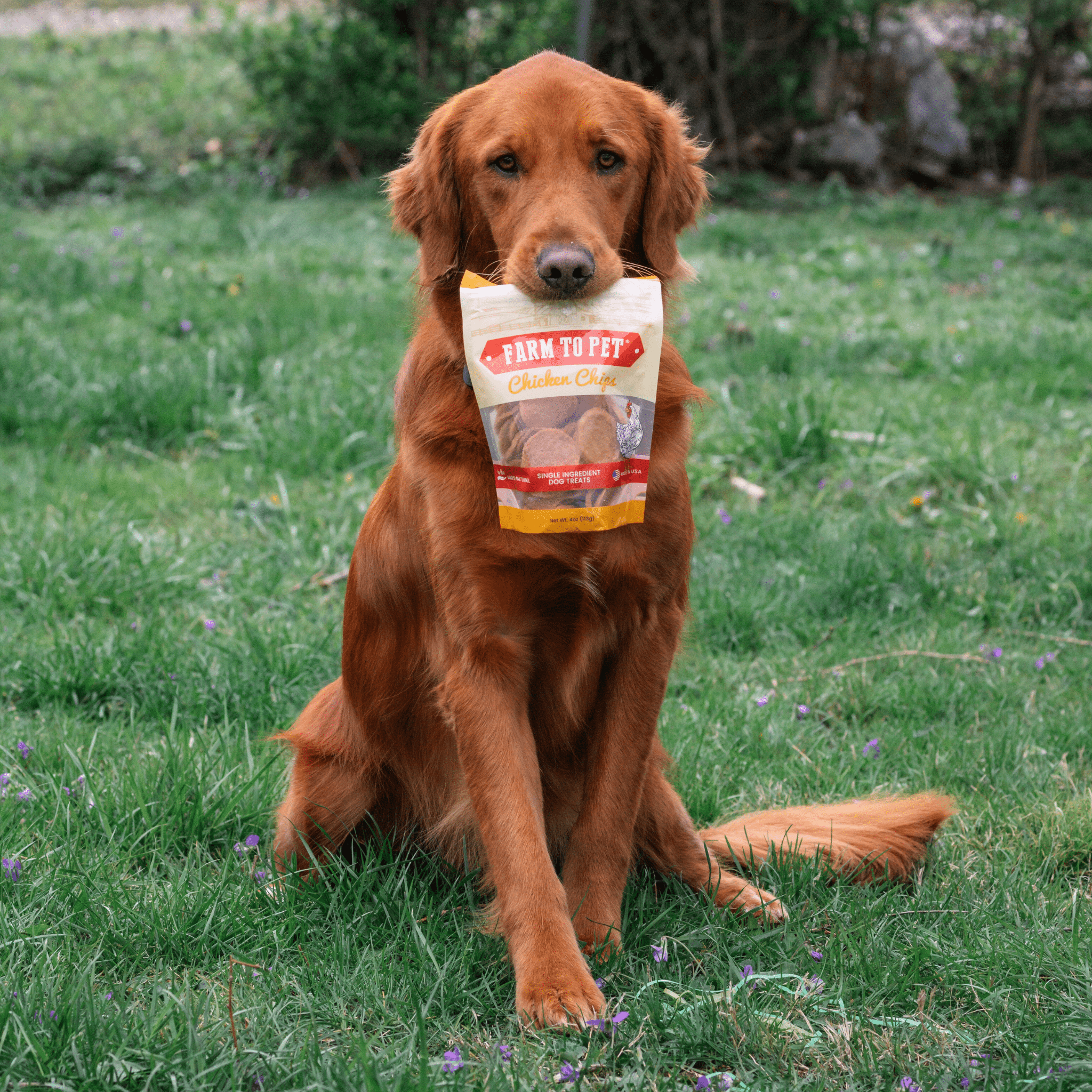 Chicken Chips for Dogs | All-Natural Single-Ingredient Dog Treats - MaisonBeach