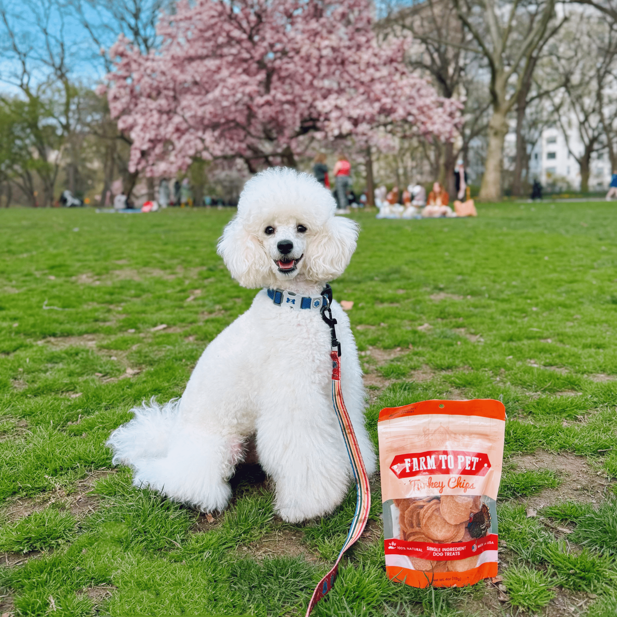 Turkey Chips for Dogs | All-Natural Single-Ingredient Healthy Dog Treats - MaisonBeach