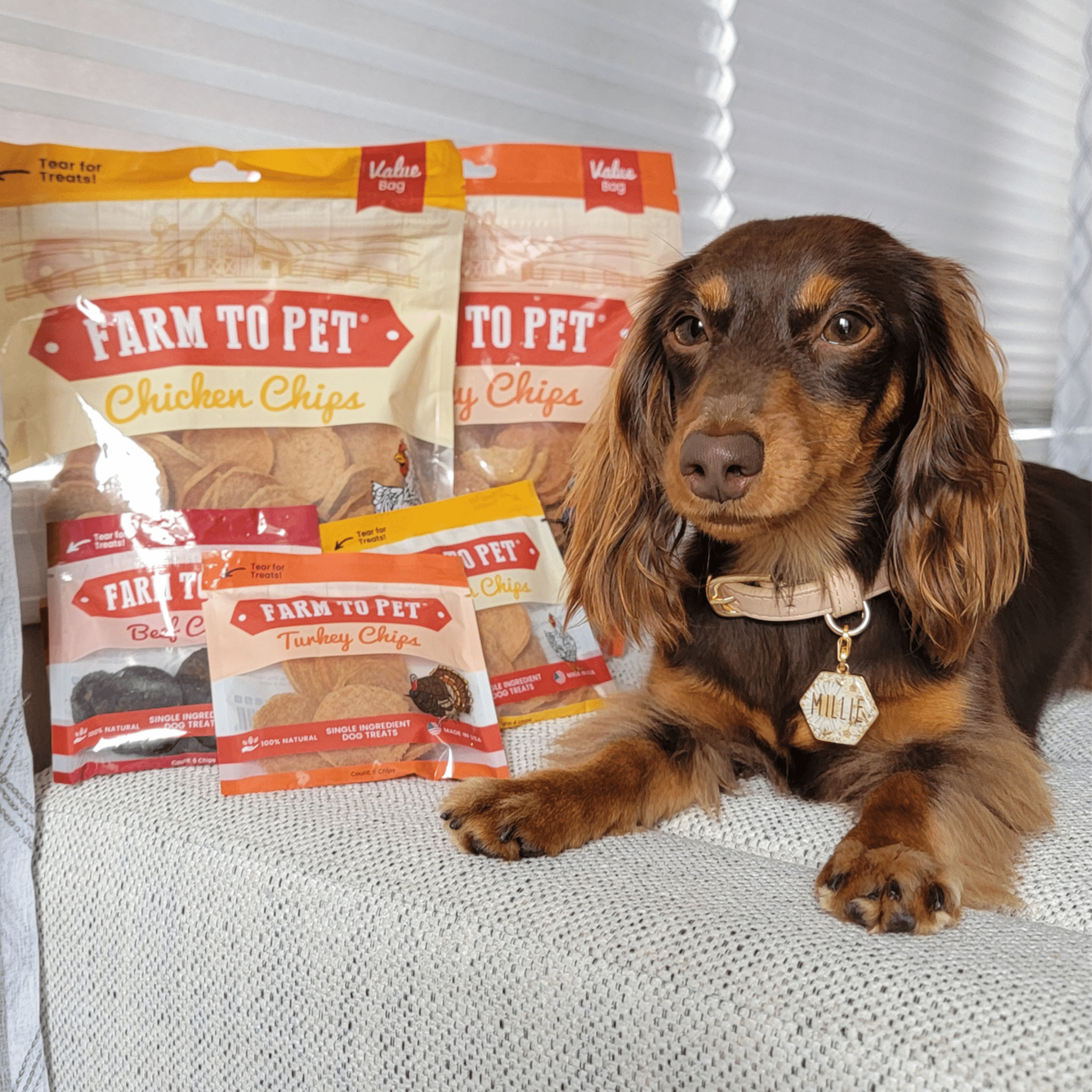 Turkey & Chicken Chip Dog Treat Duo | Single-Ingredient Poultry Treats for Dogs - MaisonBeach