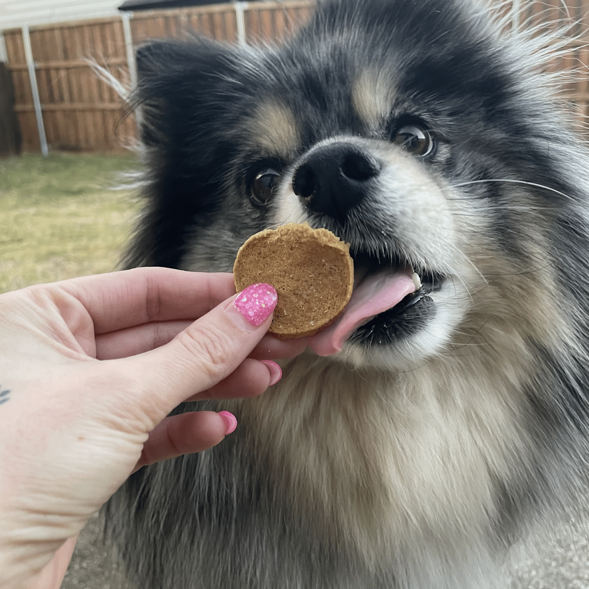 Fish Chips for Dogs | Wild-Caught Fish Dog Treats - MaisonBeach