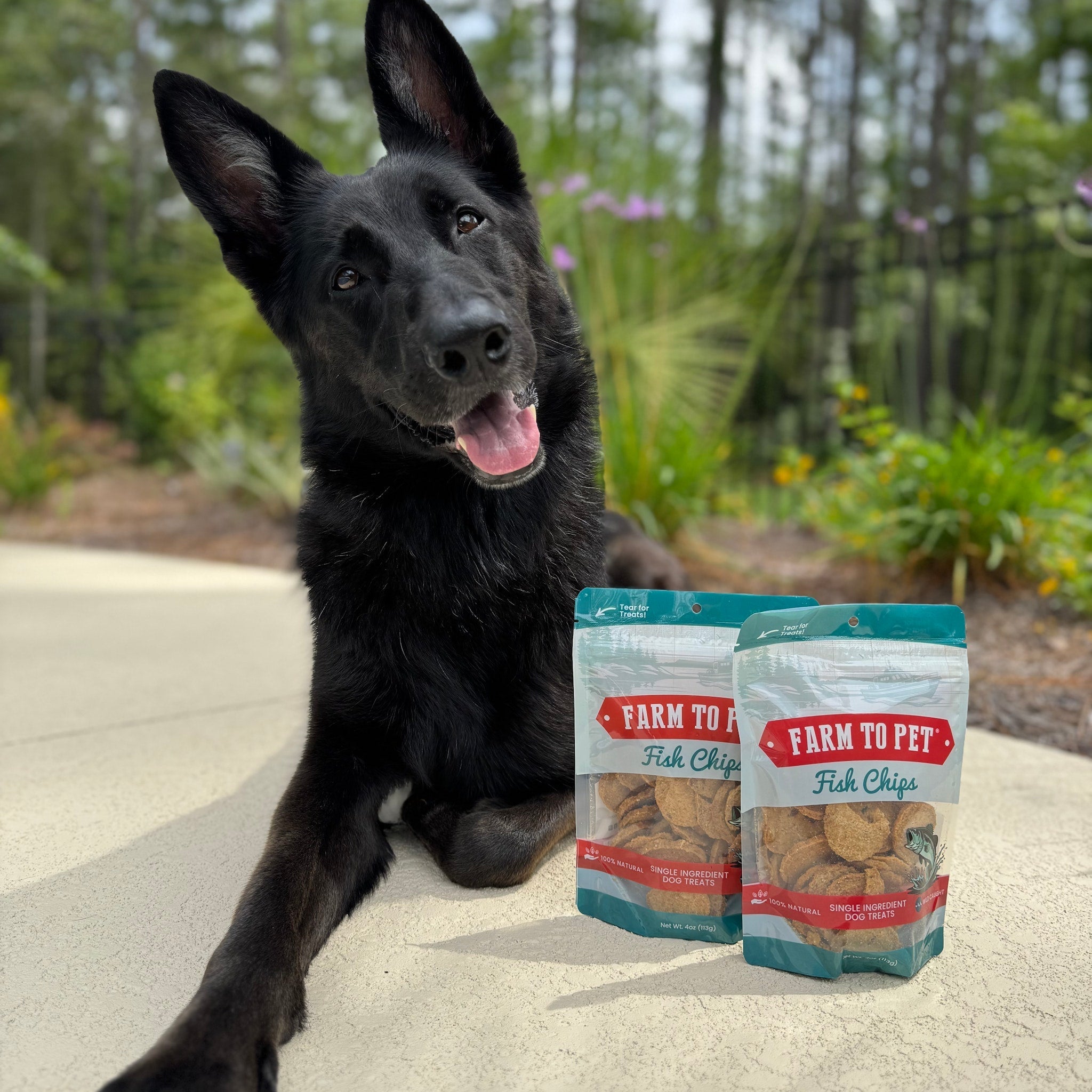 Fish Chips for Dogs | Wild-Caught Fish Dog Treats - MaisonBeach