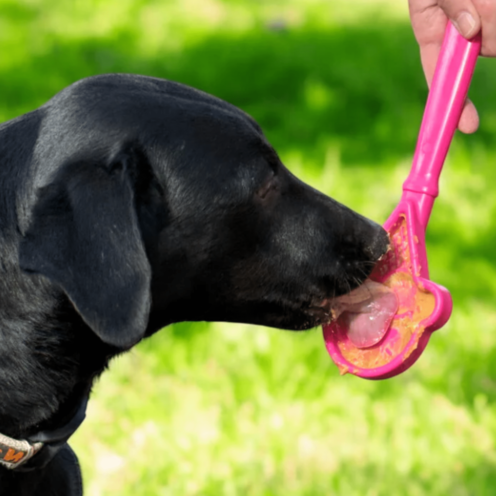 Lick Sticks | Interactive Dog Training Toy - MaisonBeach