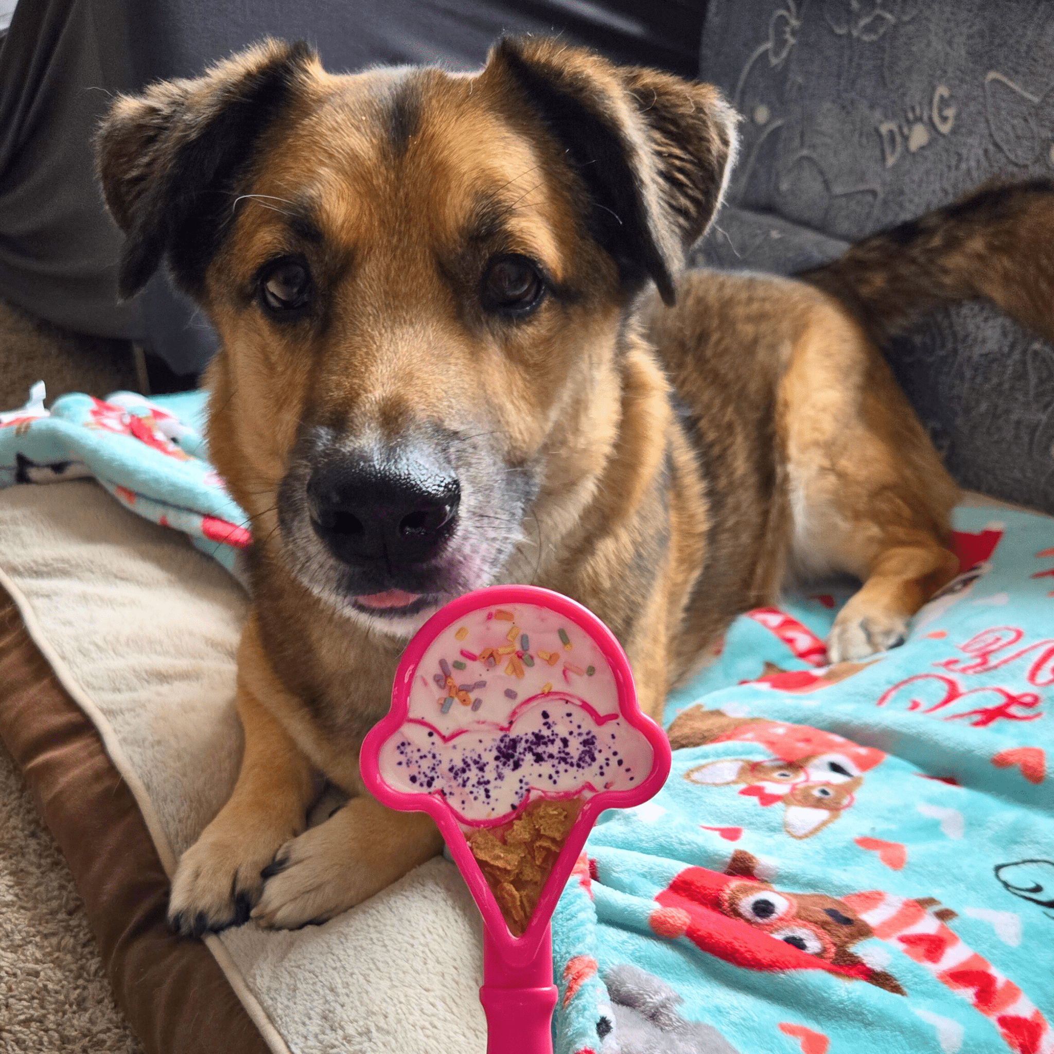 Lick Sticks | Interactive Dog Training Toy - MaisonBeach