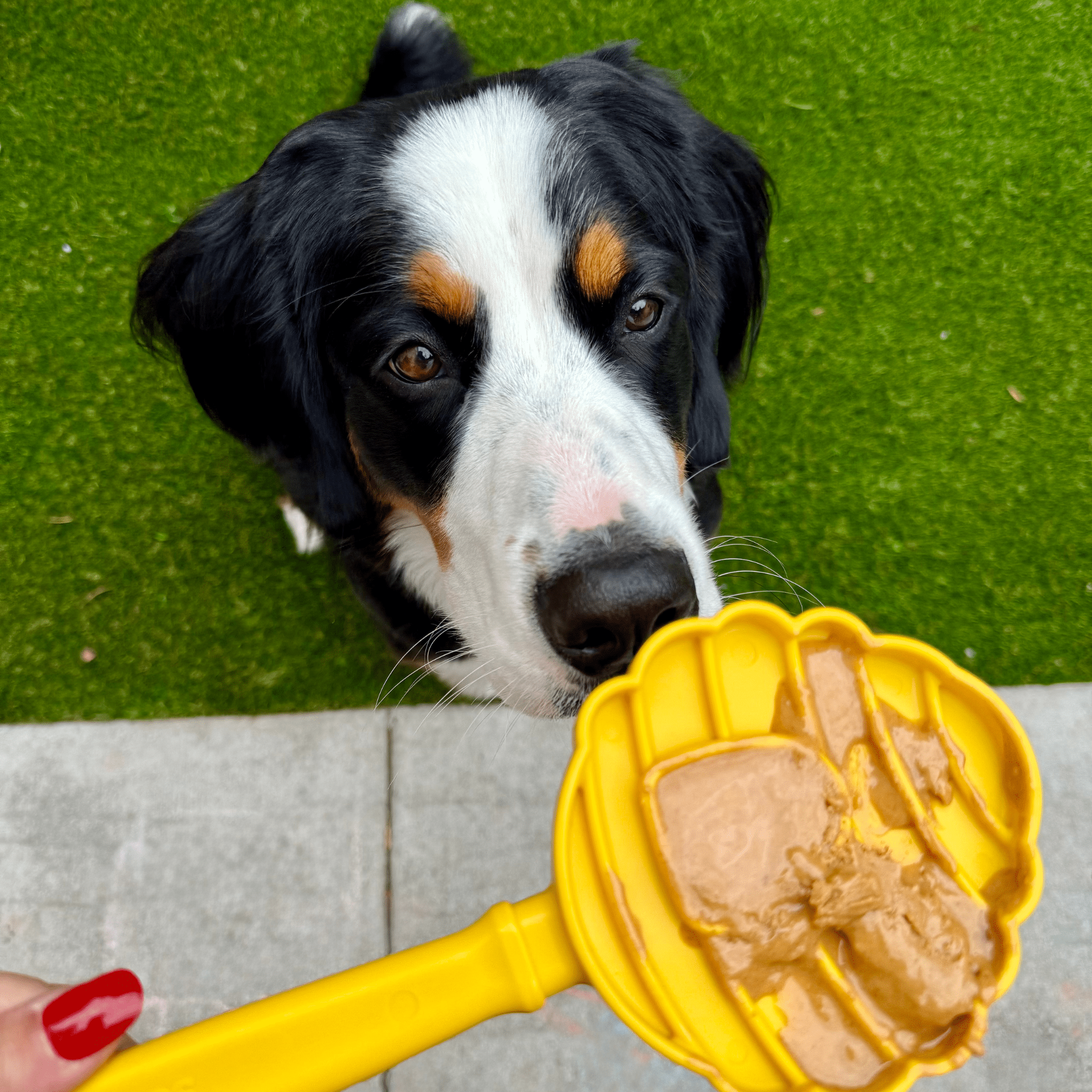 Lick Sticks | Interactive Dog Training Toy - MaisonBeach