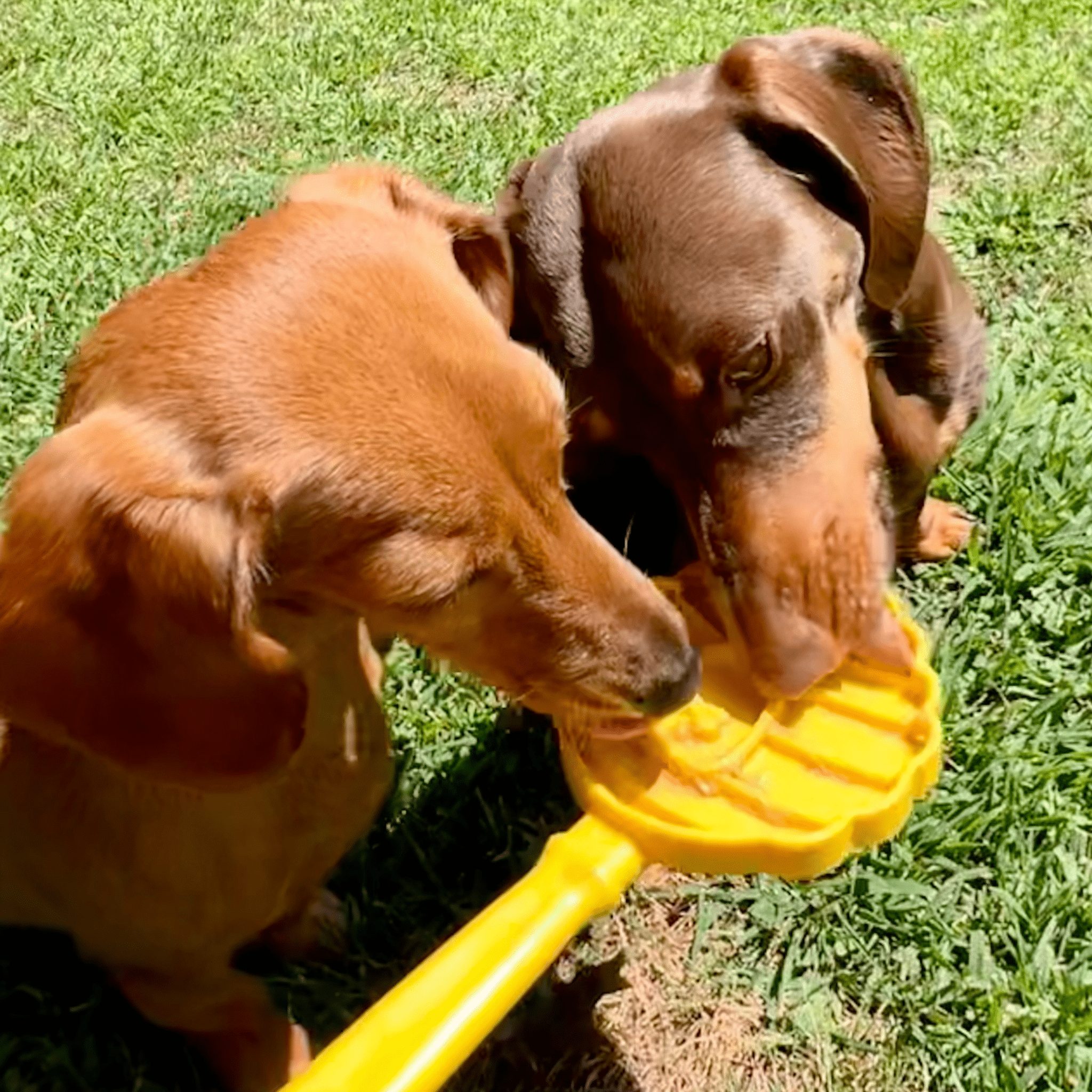 Lick Sticks | Interactive Dog Training Toy - MaisonBeach
