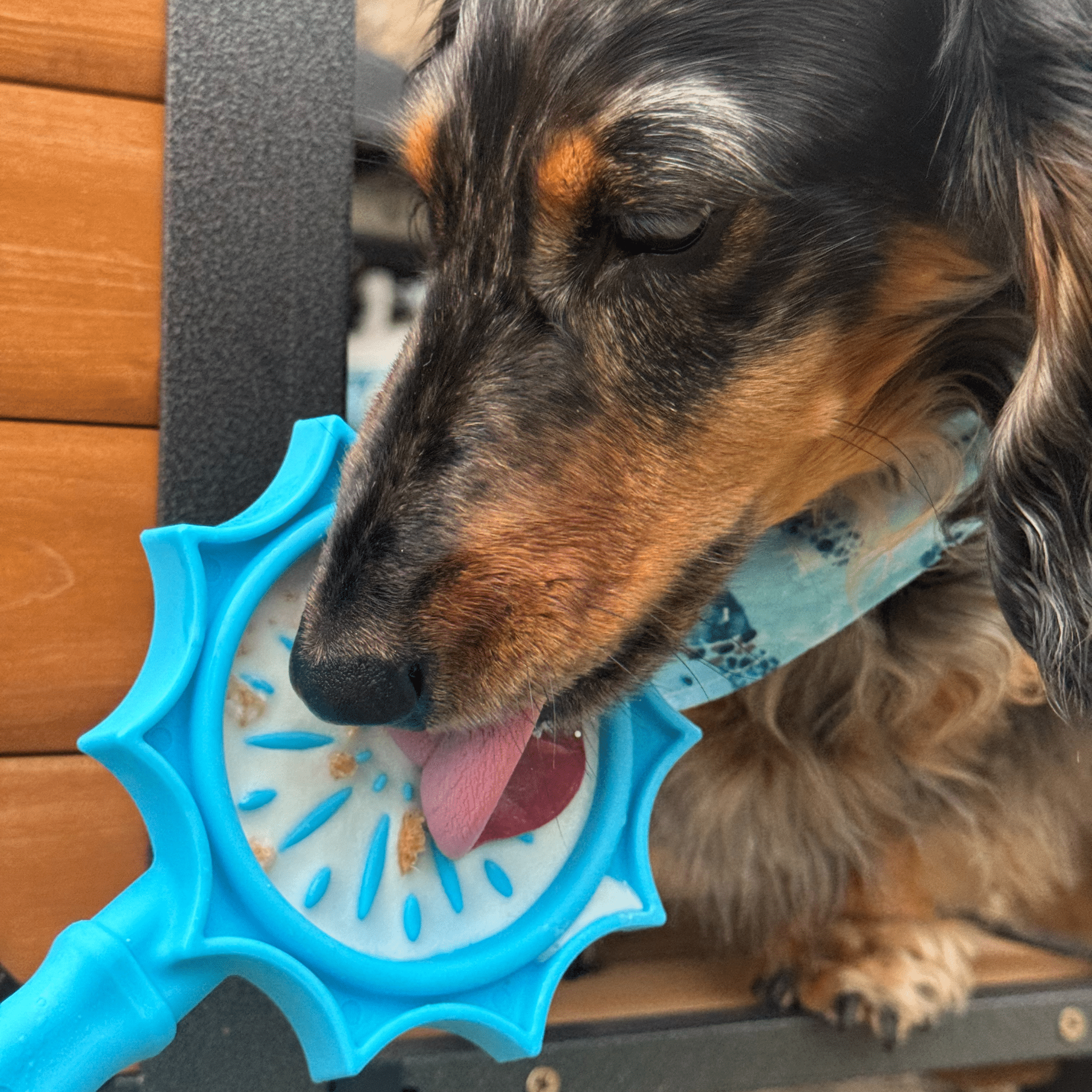 Lick Sticks | Interactive Dog Training Toy - MaisonBeach