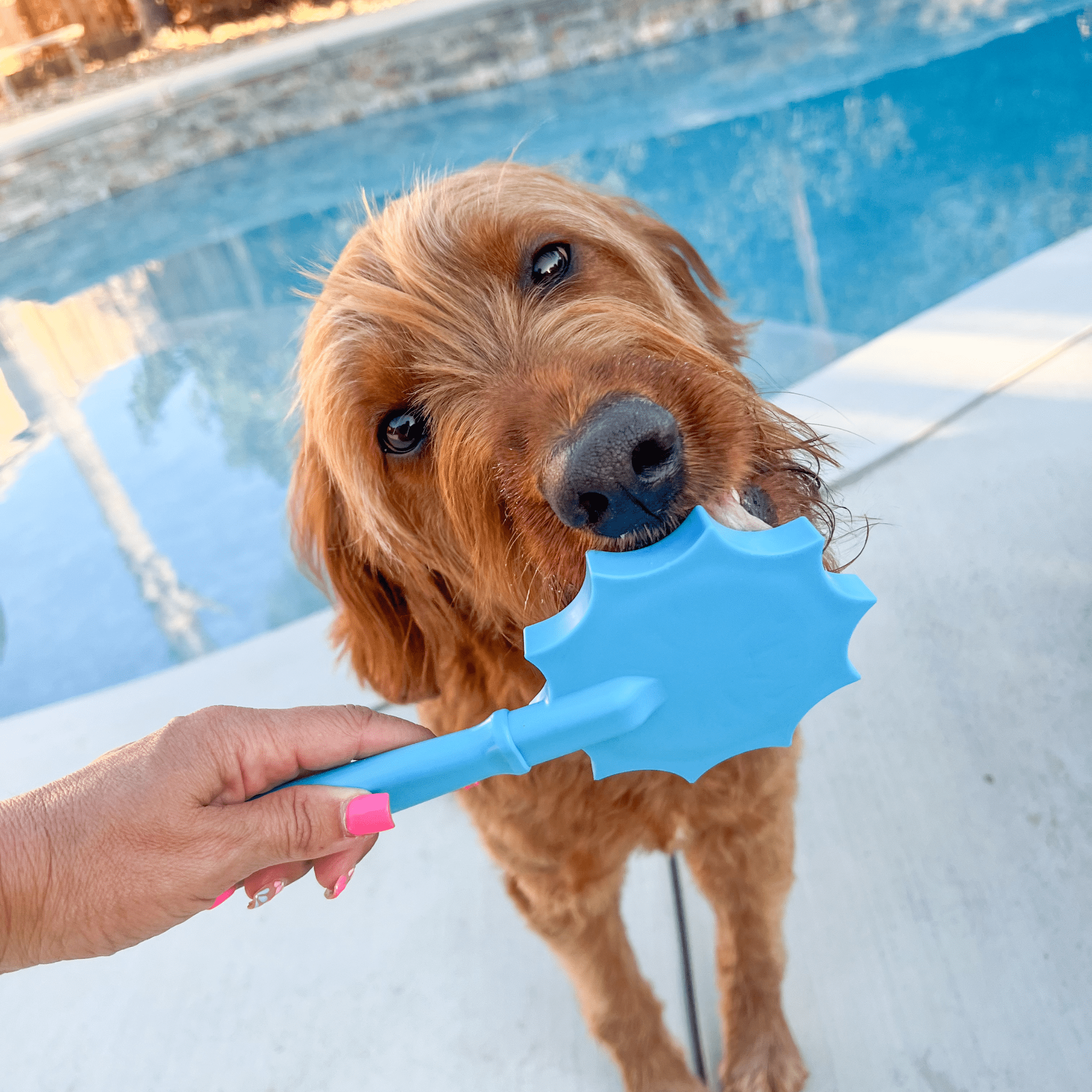 Lick Sticks | Interactive Dog Training Toy - MaisonBeach