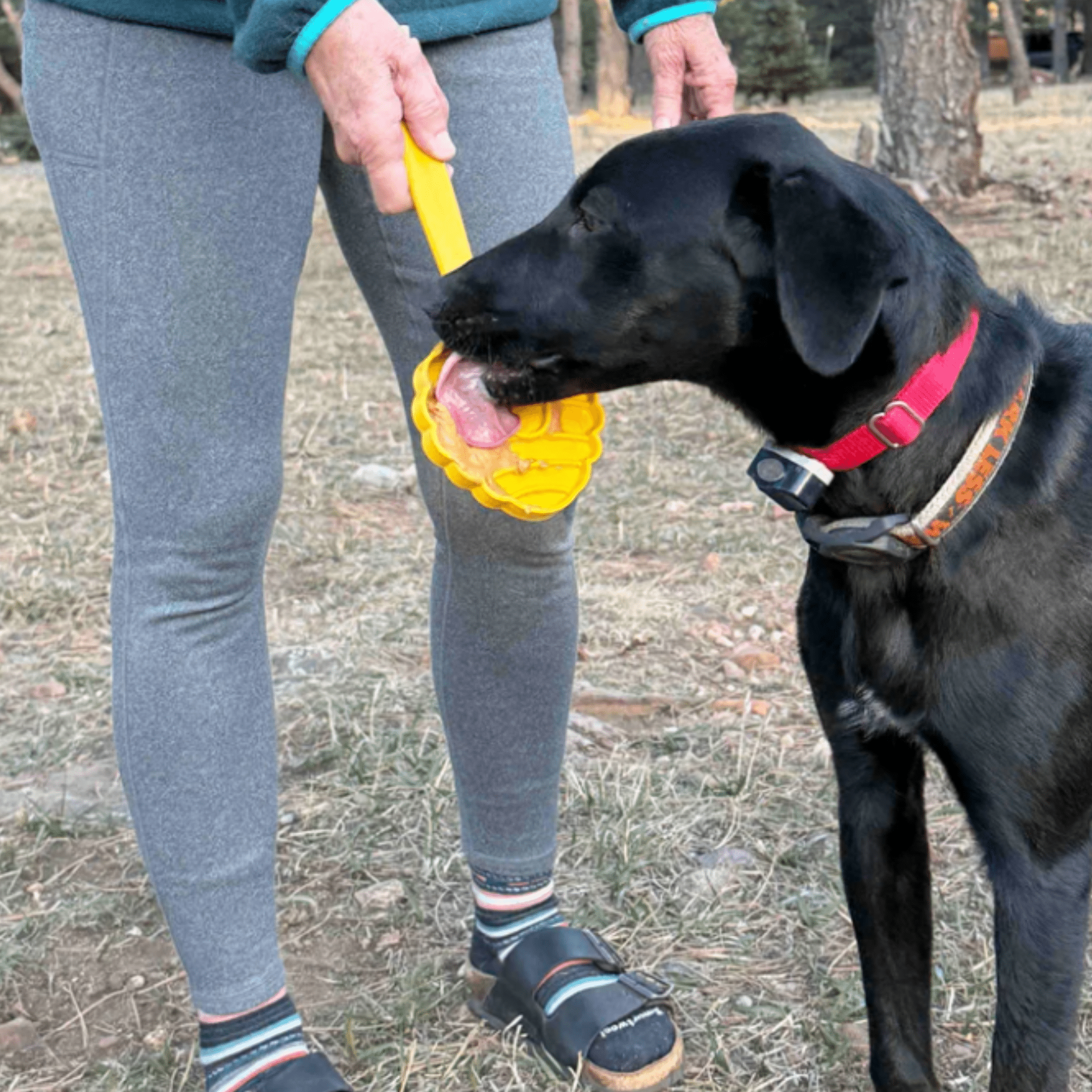 Lick Sticks | Interactive Dog Training Toy - MaisonBeach
