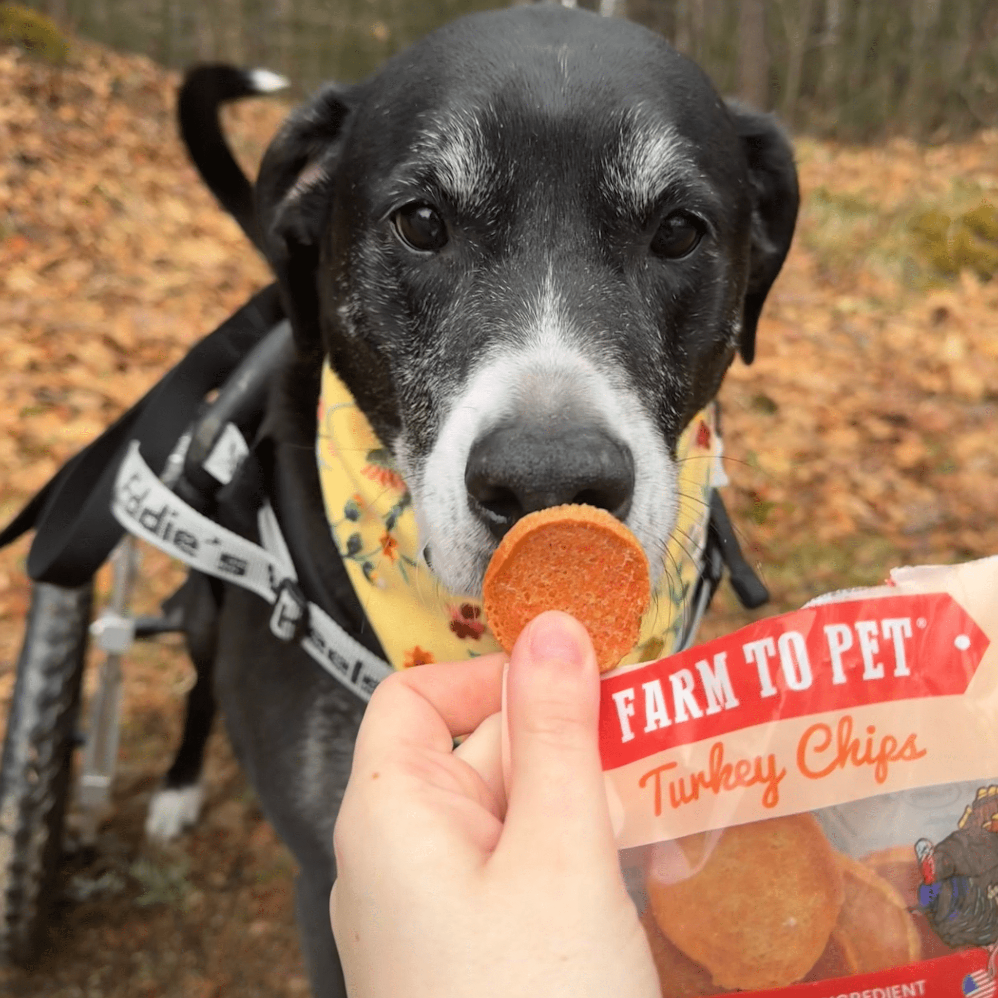 Turkey Chips Snack Pack Bundles | Low Allergen Treats for Training - MaisonBeach