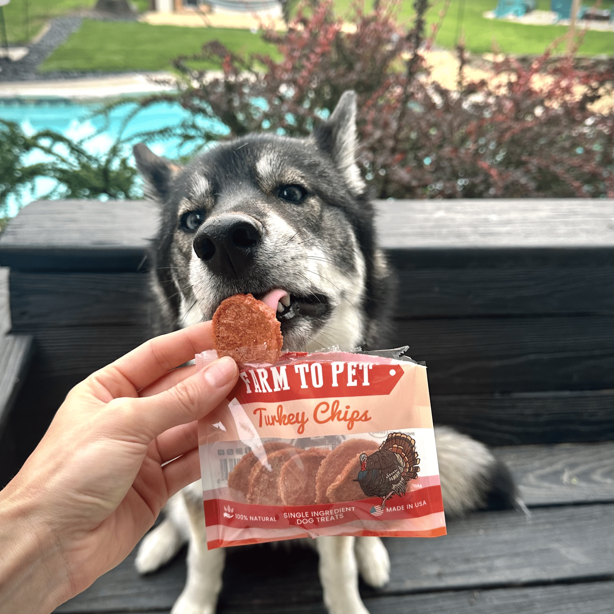 Turkey Chips Snack Pack Bundles | Low Allergen Treats for Training - MaisonBeach