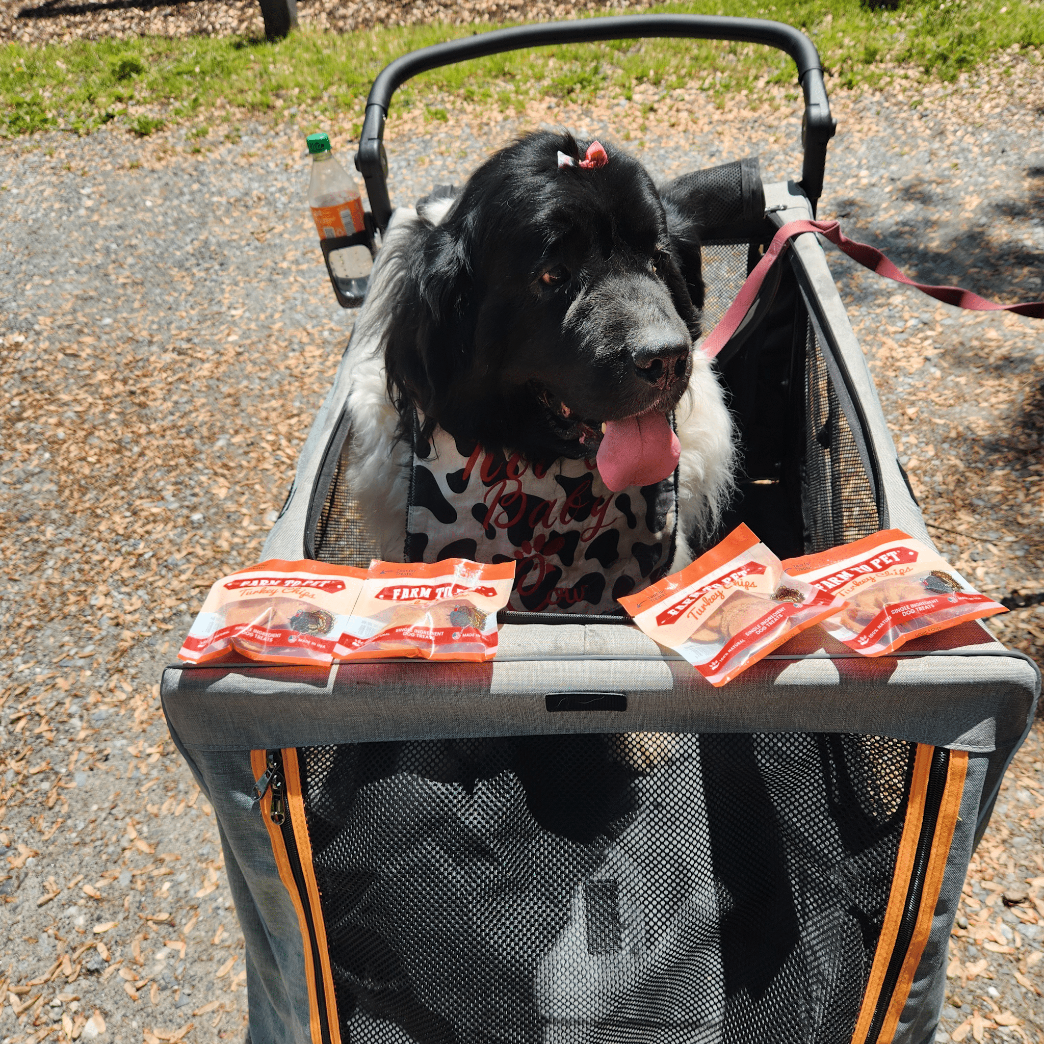 Turkey Chips Snack Pack Bundles | Low Allergen Treats for Training - MaisonBeach
