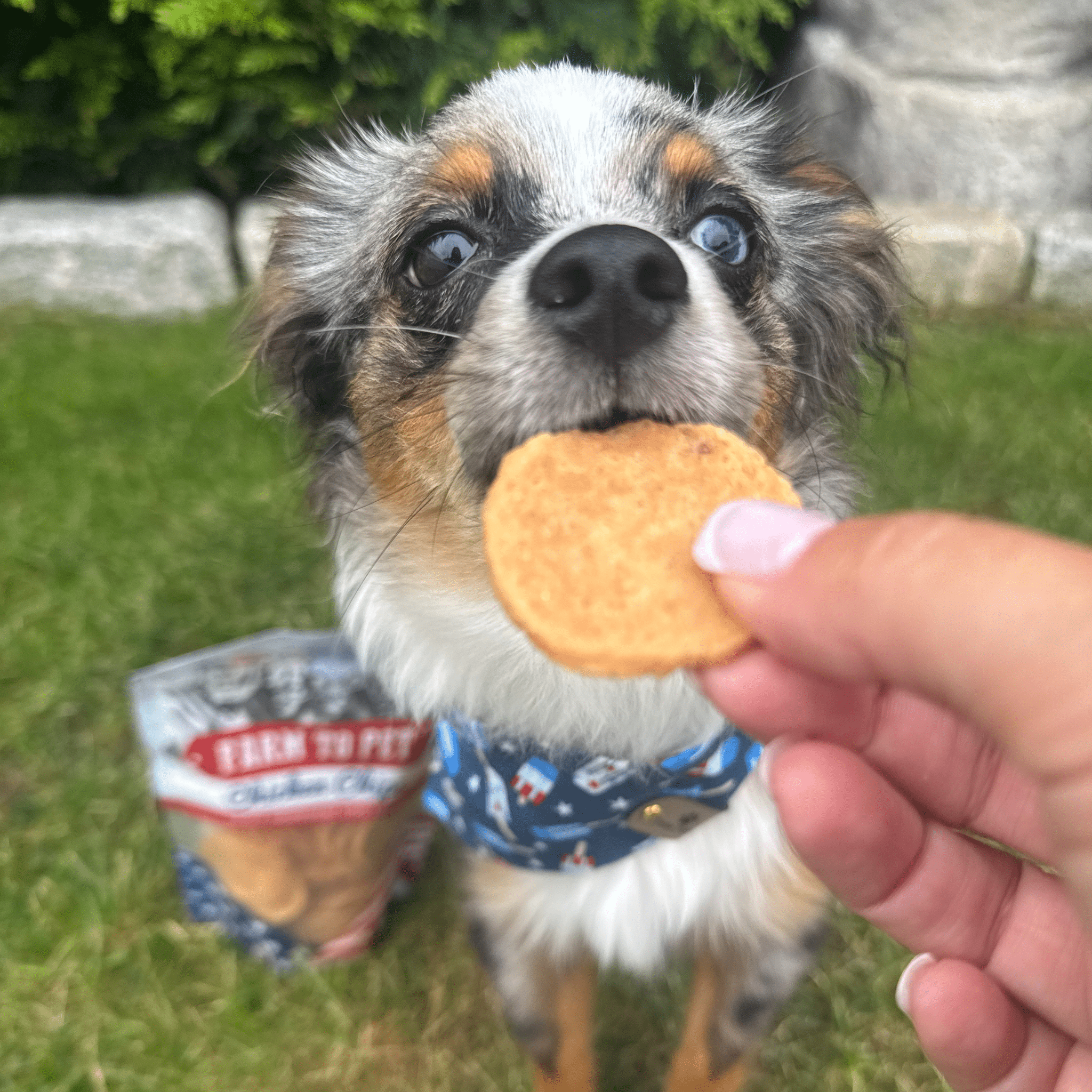 Americana Chicken Chips for Dogs | Celebrate with USA-made Dog Treats - MaisonBeach