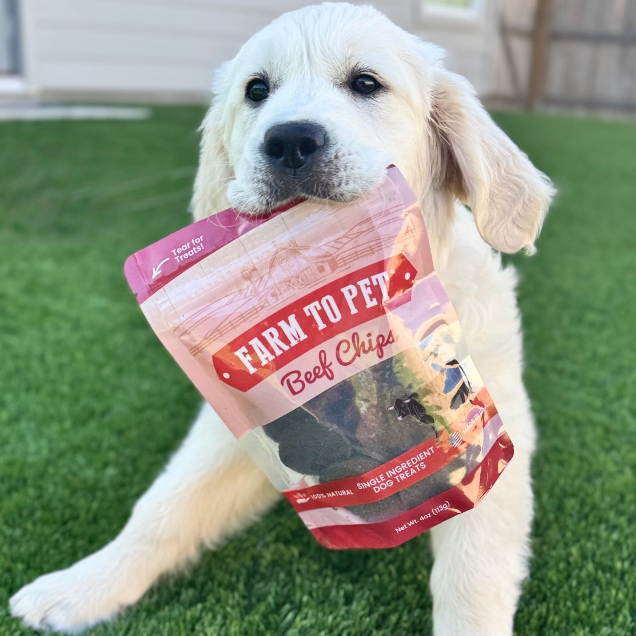Beef Chips Dog Treats | Single-Ingredient Healthy Treats for Dogs - MaisonBeach