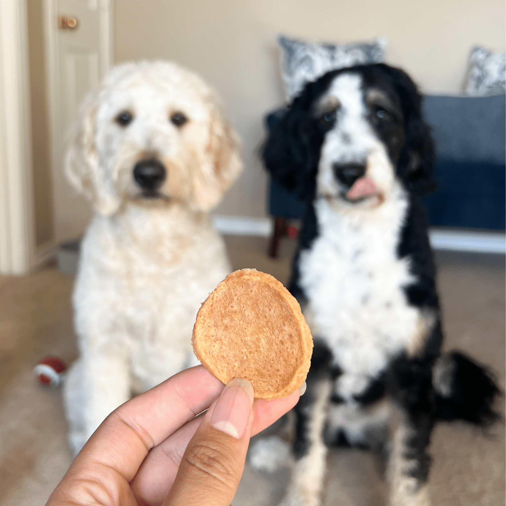 Chicken Chips for Dogs | All-Natural Single-Ingredient Dog Treats - MaisonBeach