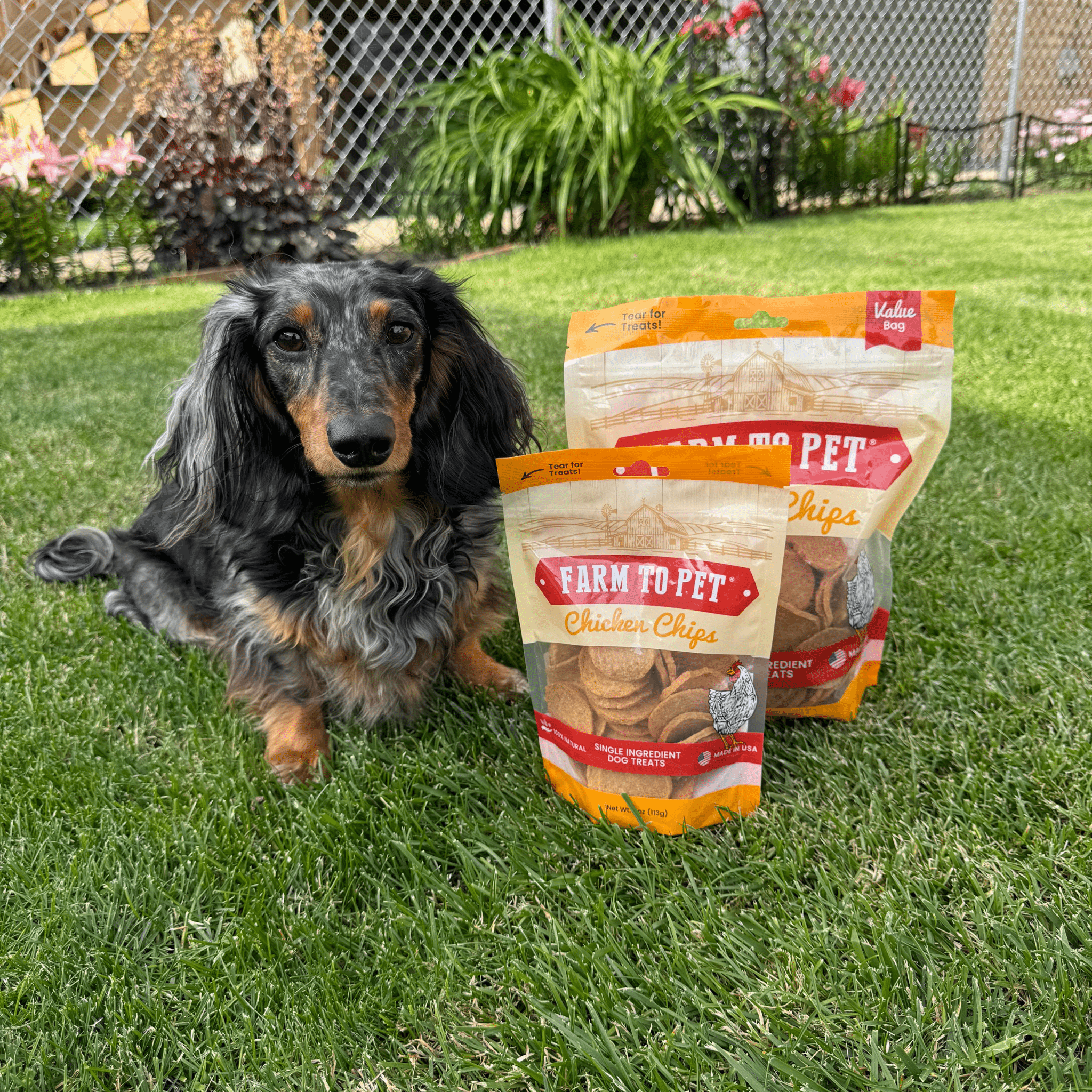 Chicken Chips for Dogs | All-Natural Single-Ingredient Dog Treats - MaisonBeach