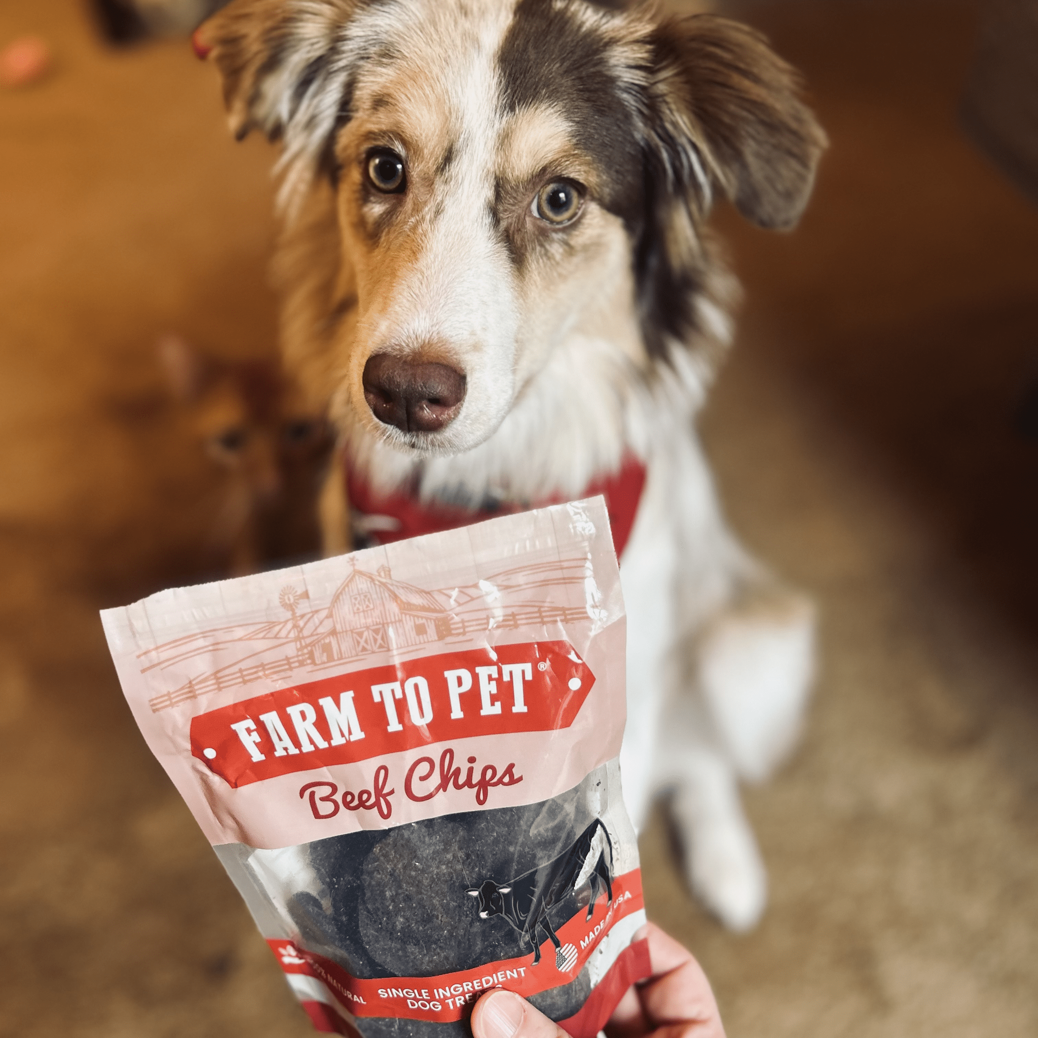 Puppy Packs 'n Snacks Dog Treat Starter Pack | Single-Ingredient Training Treats - MaisonBeach
