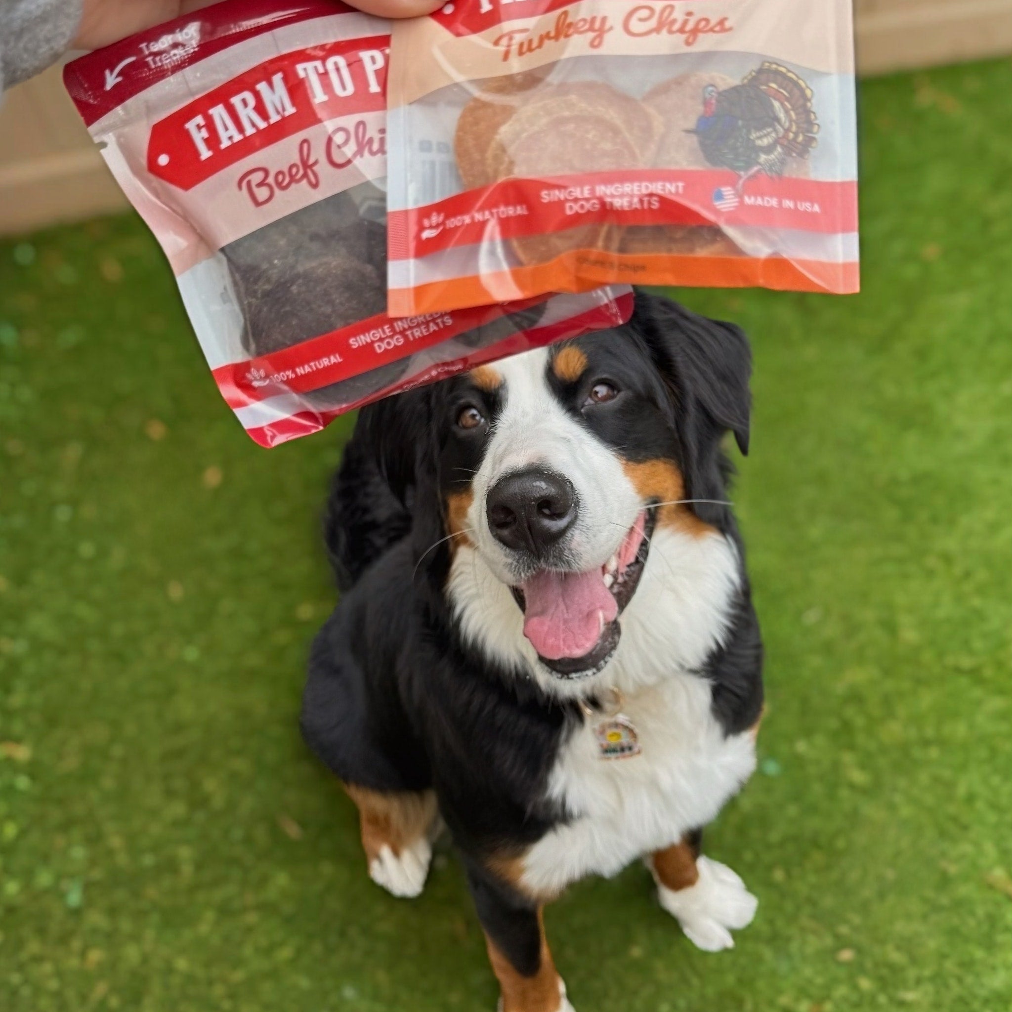 Puppy Packs 'n Snacks Dog Treat Starter Pack | Single-Ingredient Training Treats - MaisonBeach
