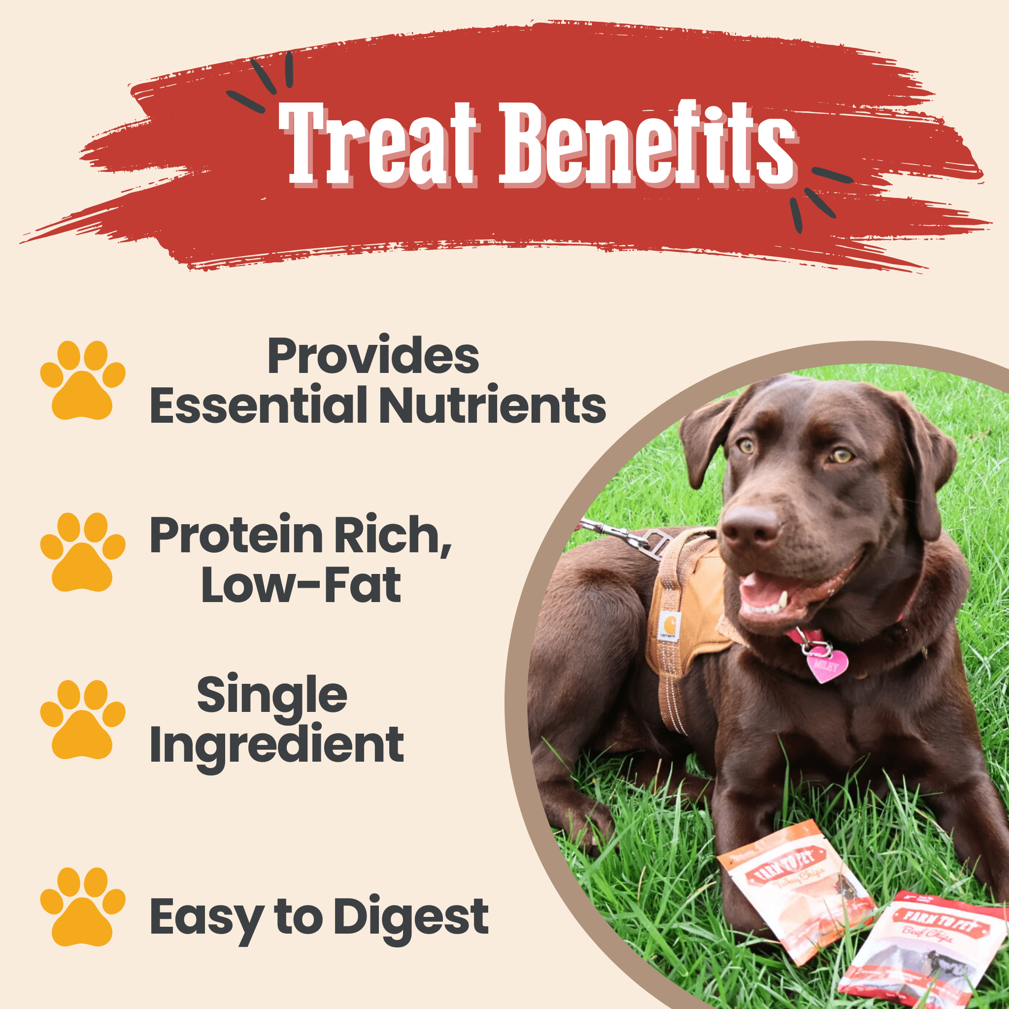 Snack Pack Dog Treat Sampler - MaisonBeach