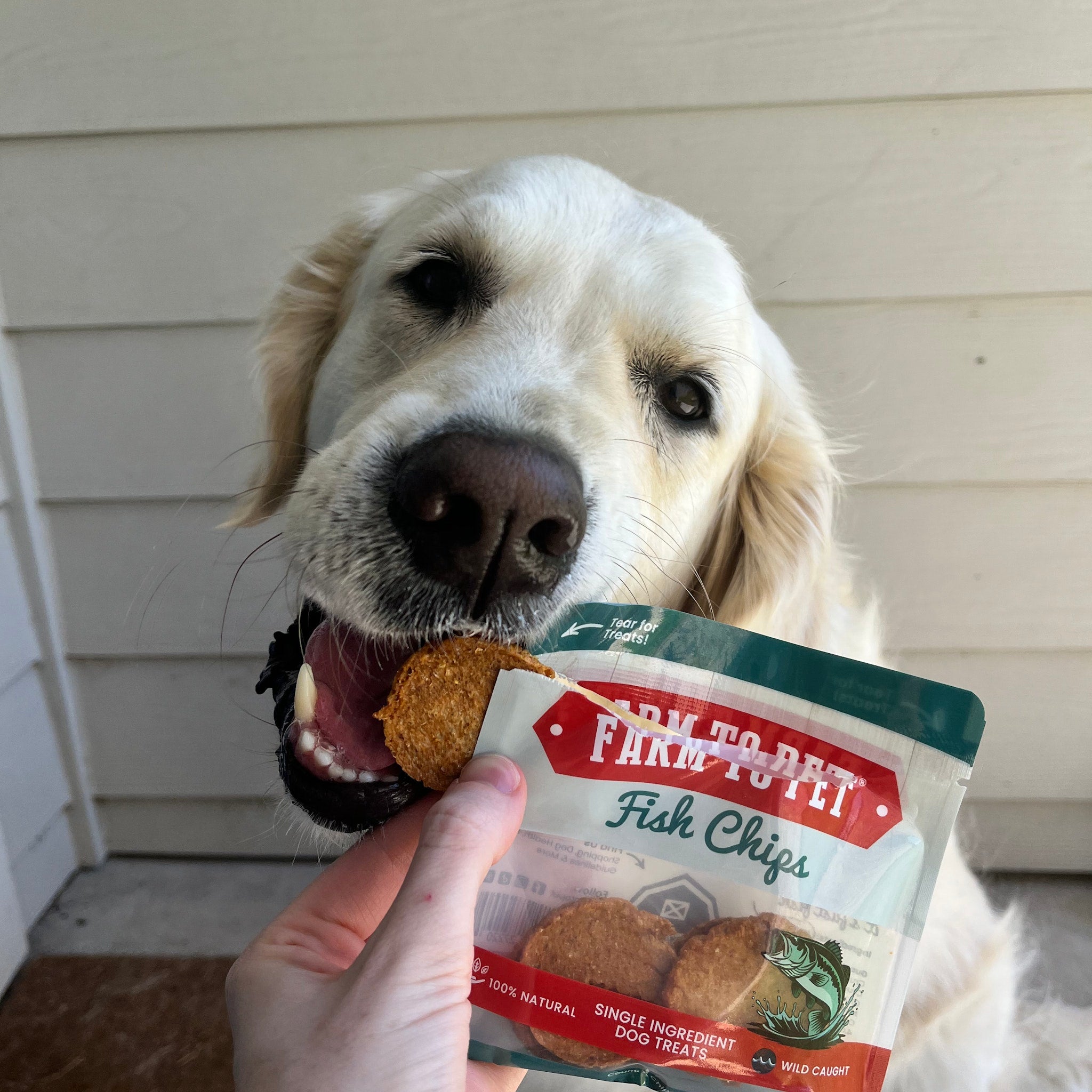 Snack Pack Dog Treat Sampler - MaisonBeach