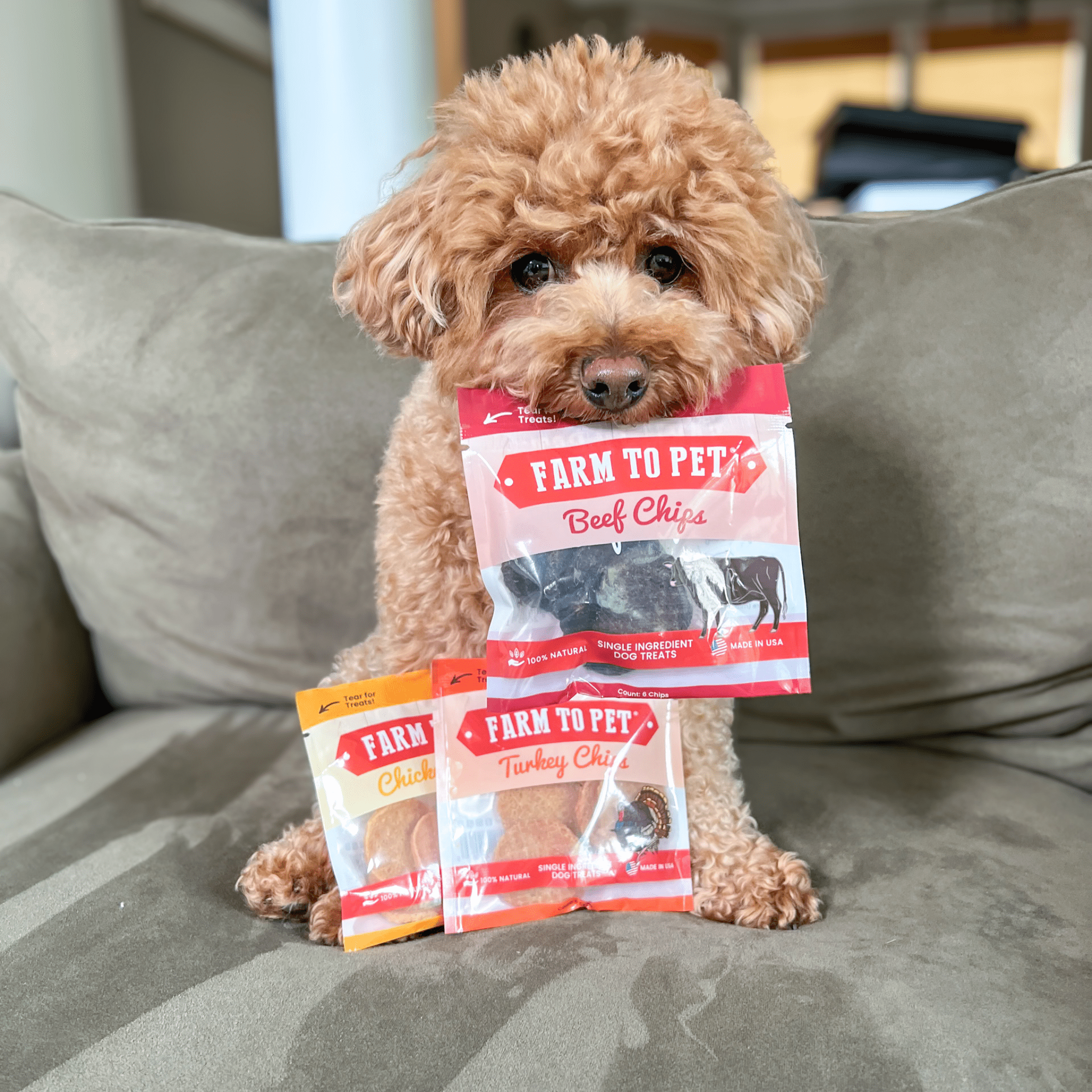 Snack Pack Dog Treat Sampler - MaisonBeach