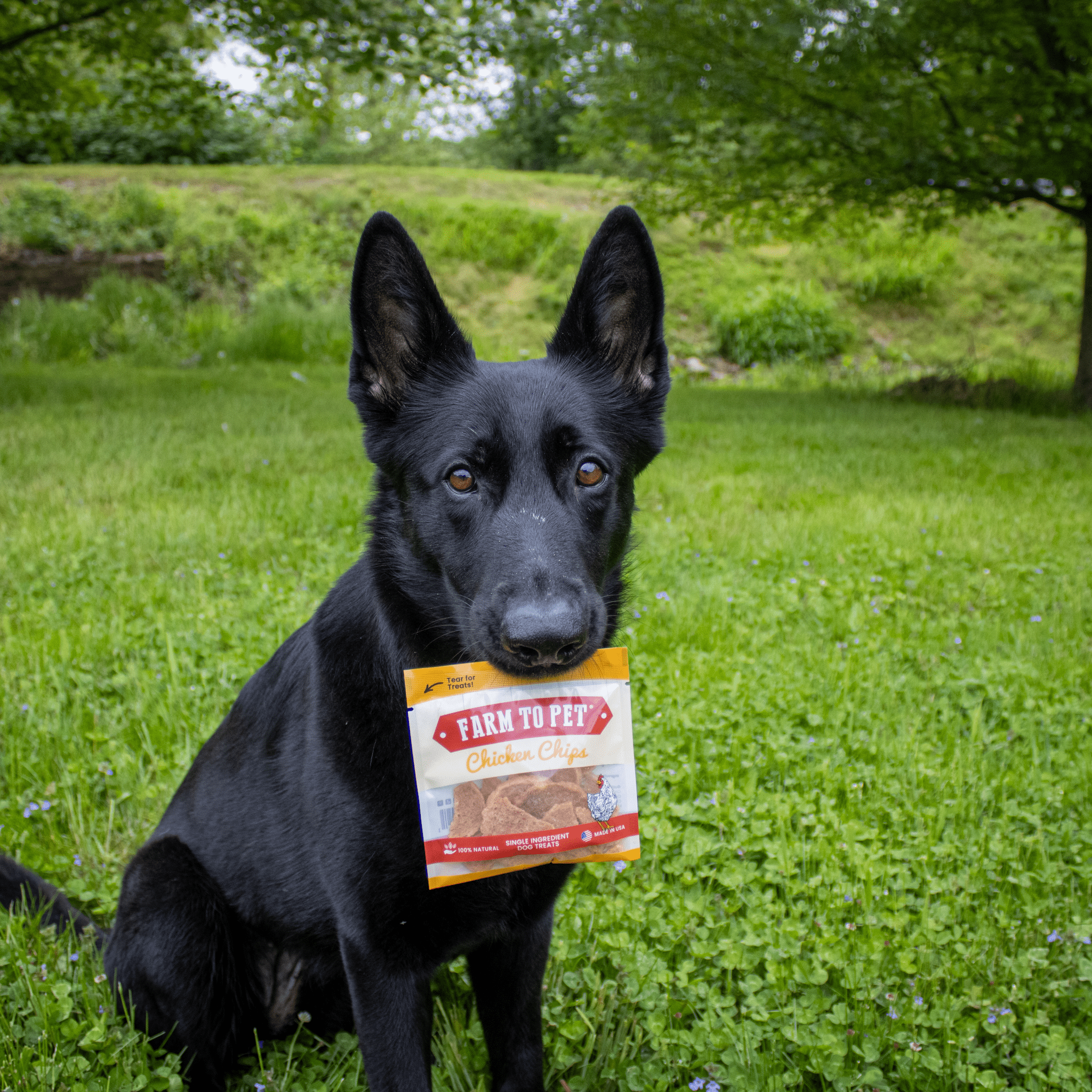 Chicken Chips Snack Pack Bundles | Dog Party Favors & Training Treats - MaisonBeach