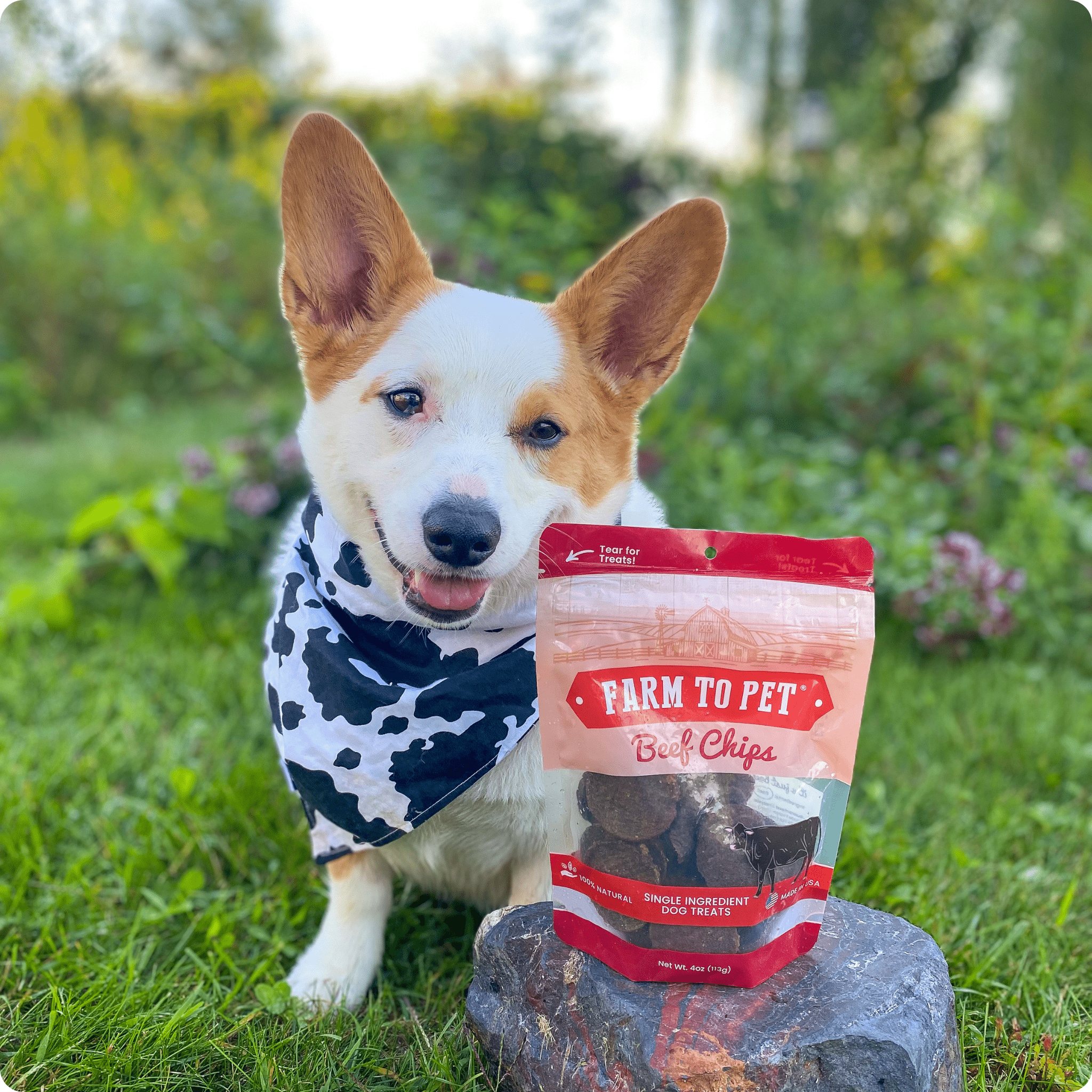 Beef Chips Dog Treats | Single-Ingredient Healthy Treats for Dogs - MaisonBeach