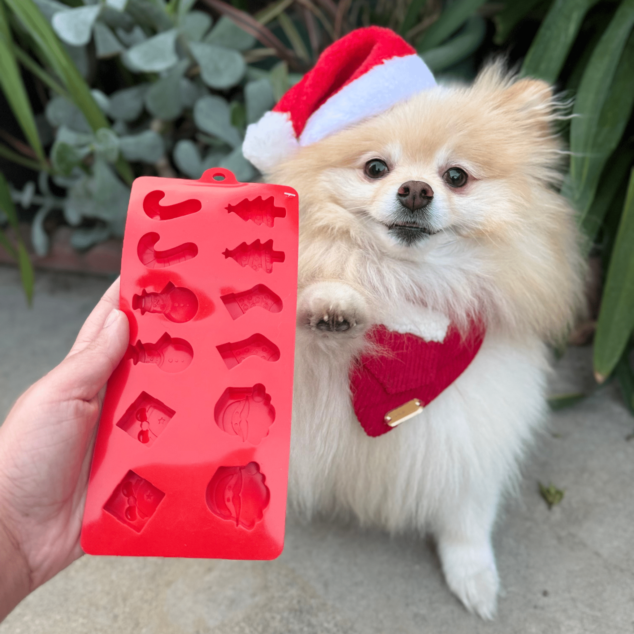 Pet Treat Molds - MaisonBeach