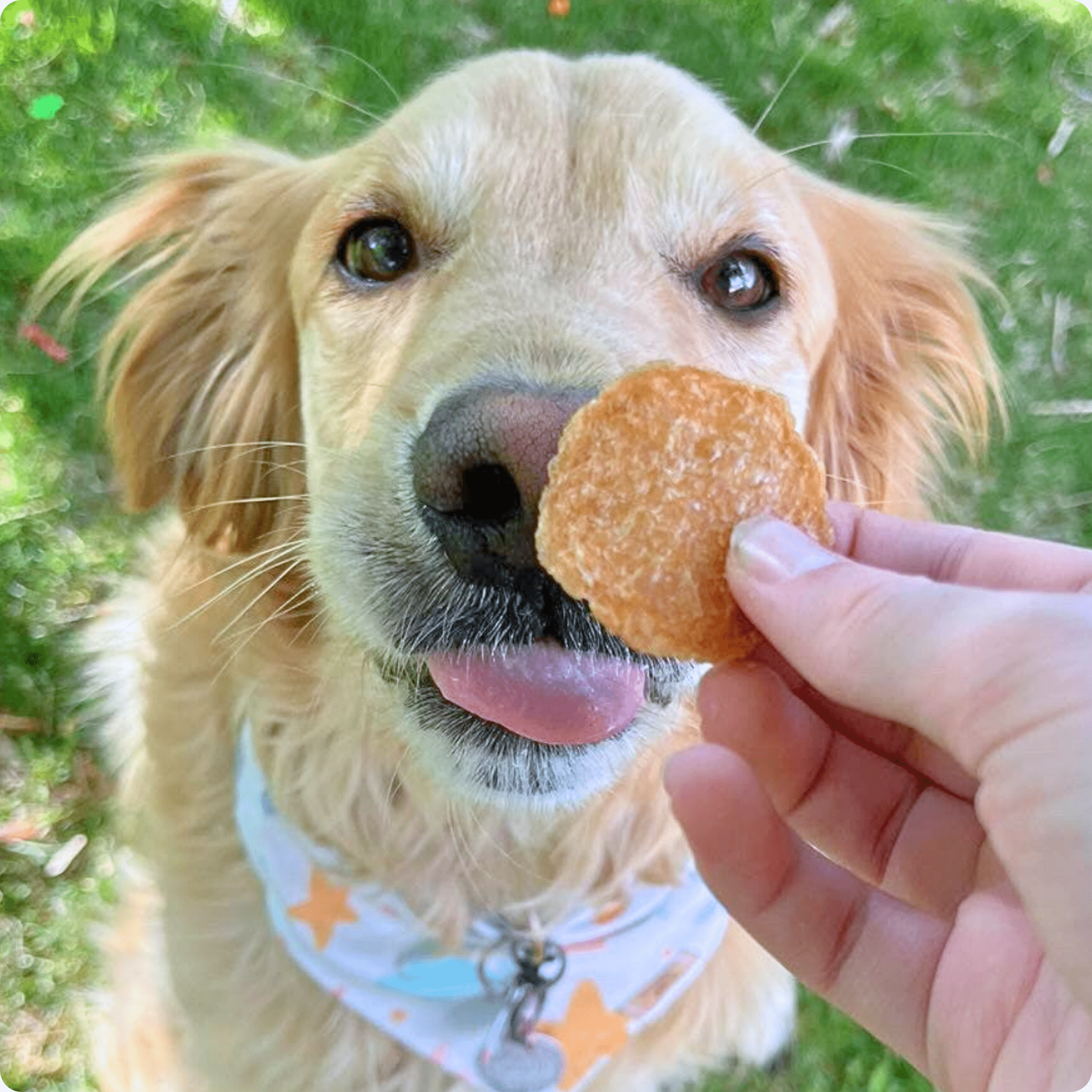 Chicken Chips for Dogs | All-Natural Single-Ingredient Dog Treats - MaisonBeach