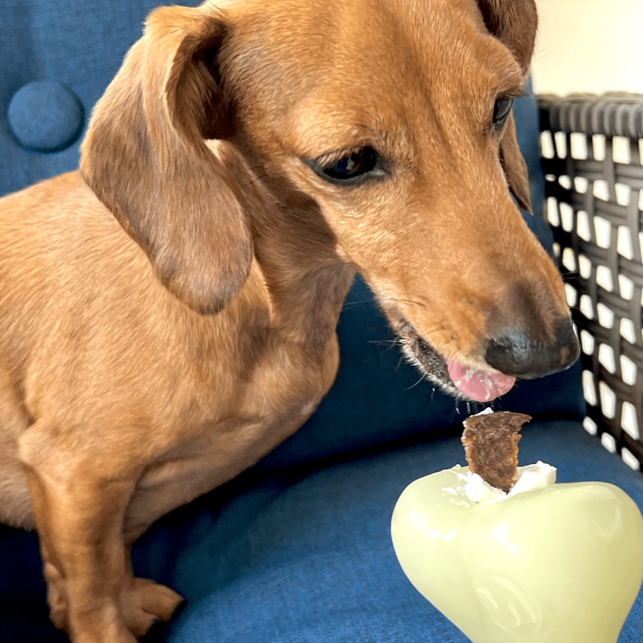 Dog Treat Dispensers - MaisonBeach