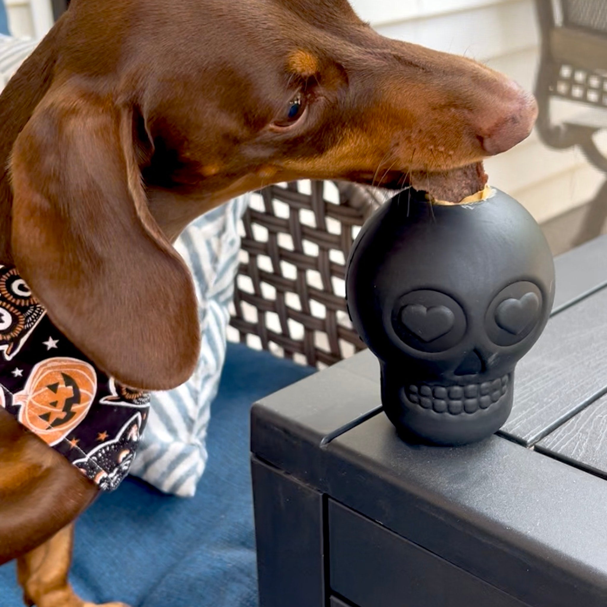 Dog Treat Dispensers - MaisonBeach