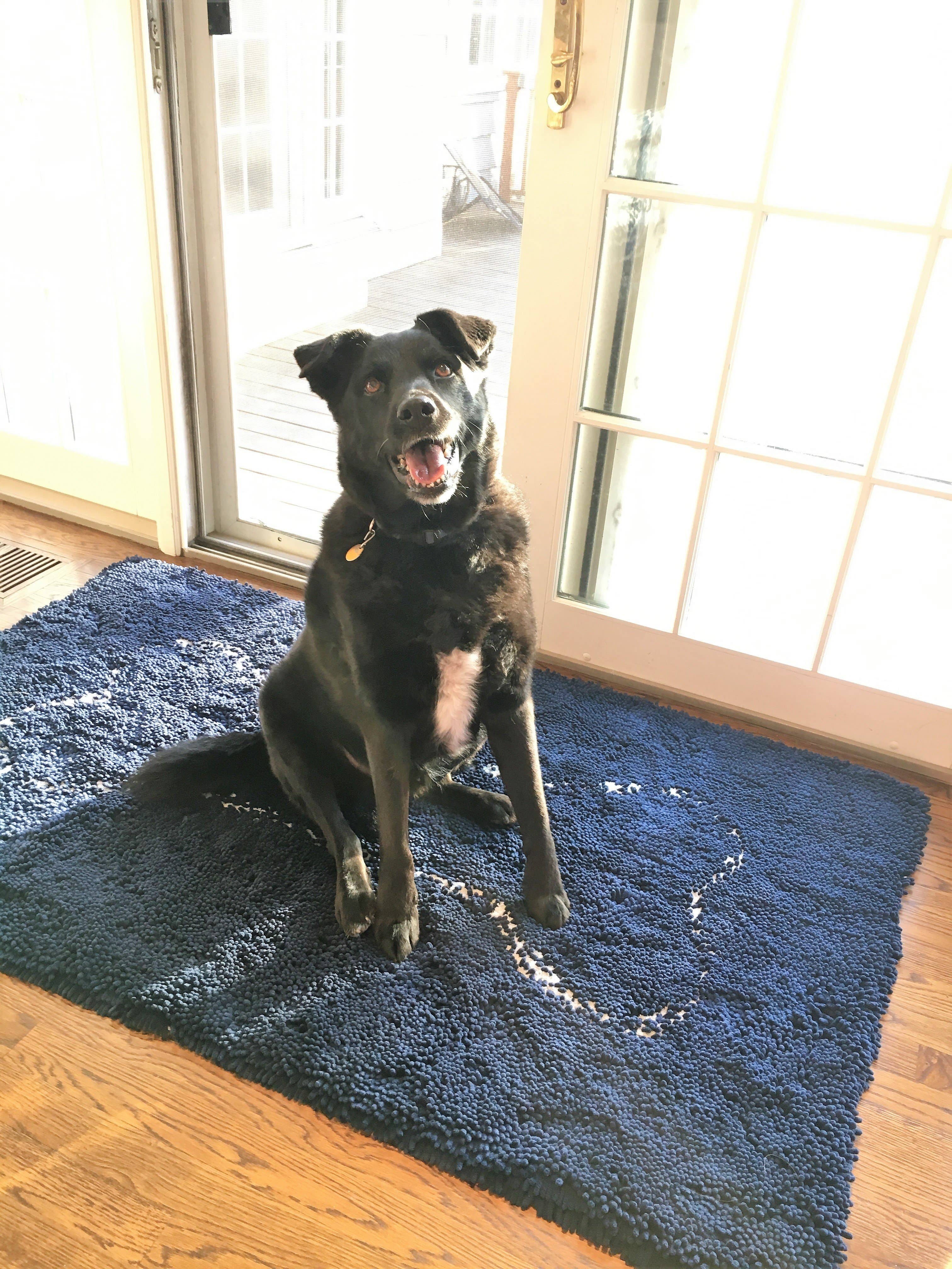 Soggy Doggy Doormat - Extra Large Navy Blue Soggy Doggy Doormat - MaisonBeach