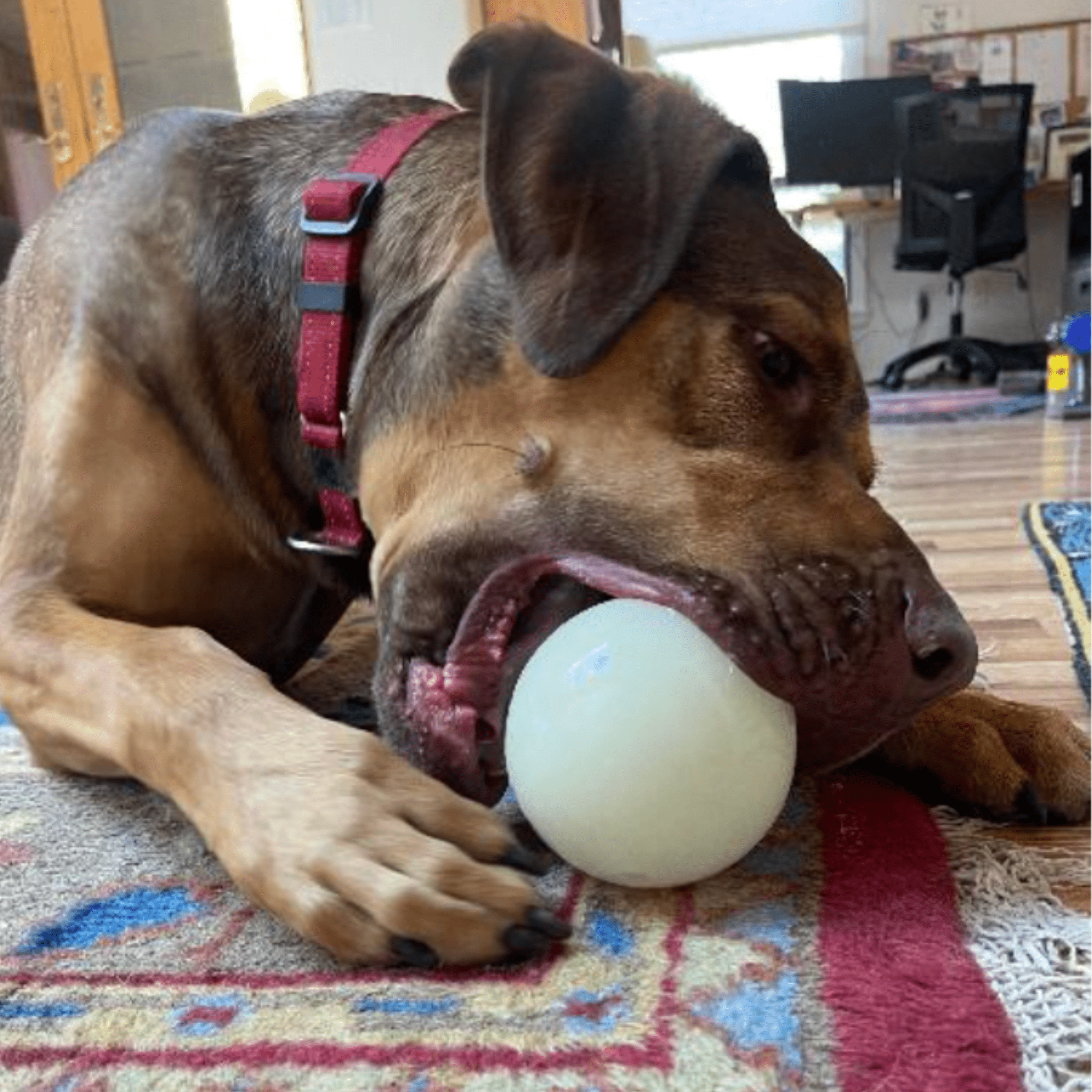 Dog Treat Dispensers - MaisonBeach