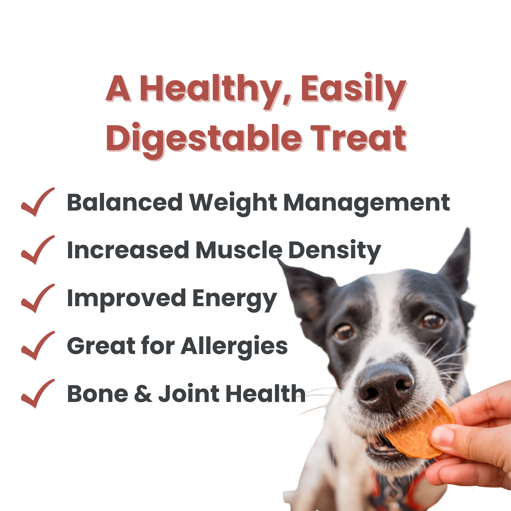 Farm to Pet - Turkey Chips: 12oz - MaisonBeach
