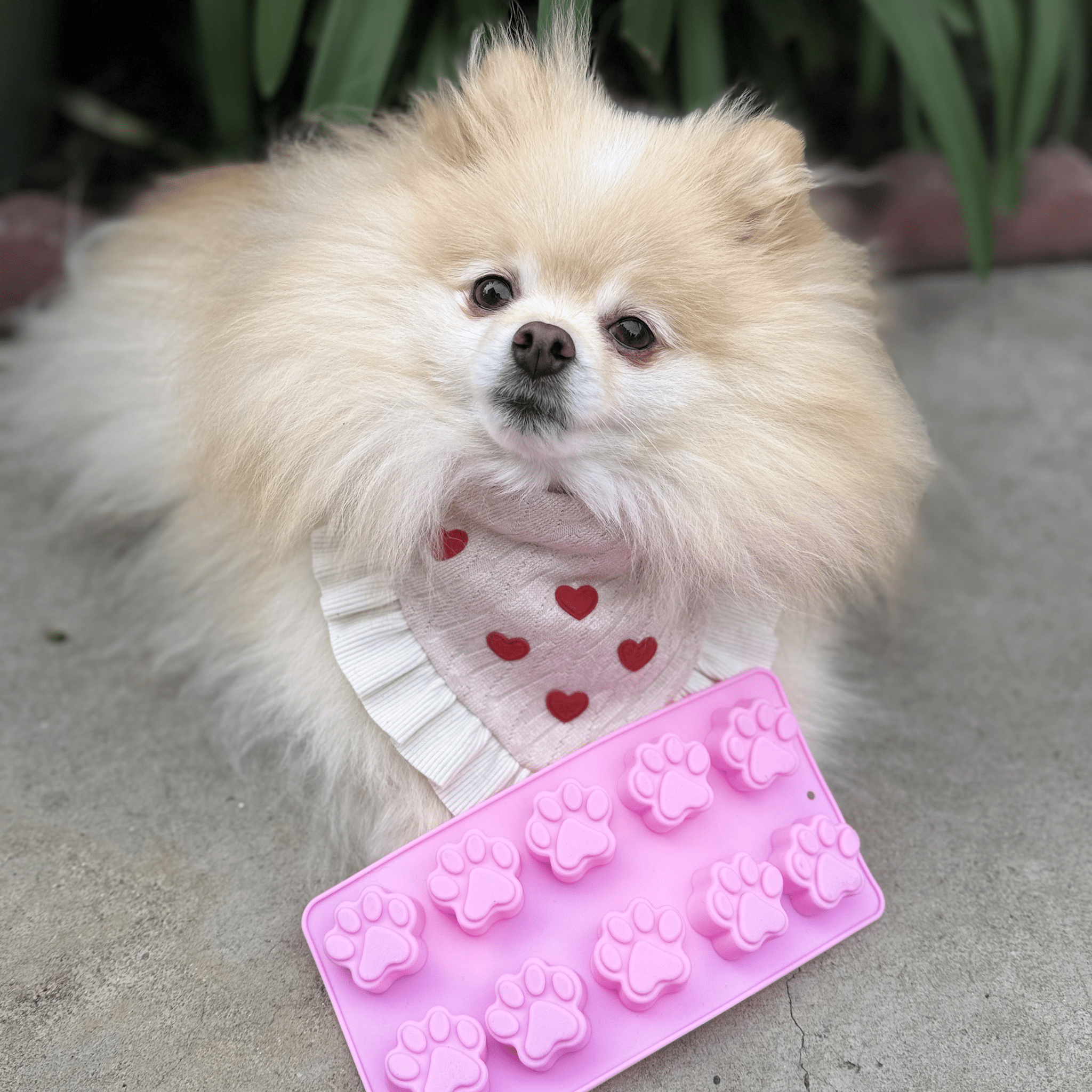 Pet Treat Molds - MaisonBeach