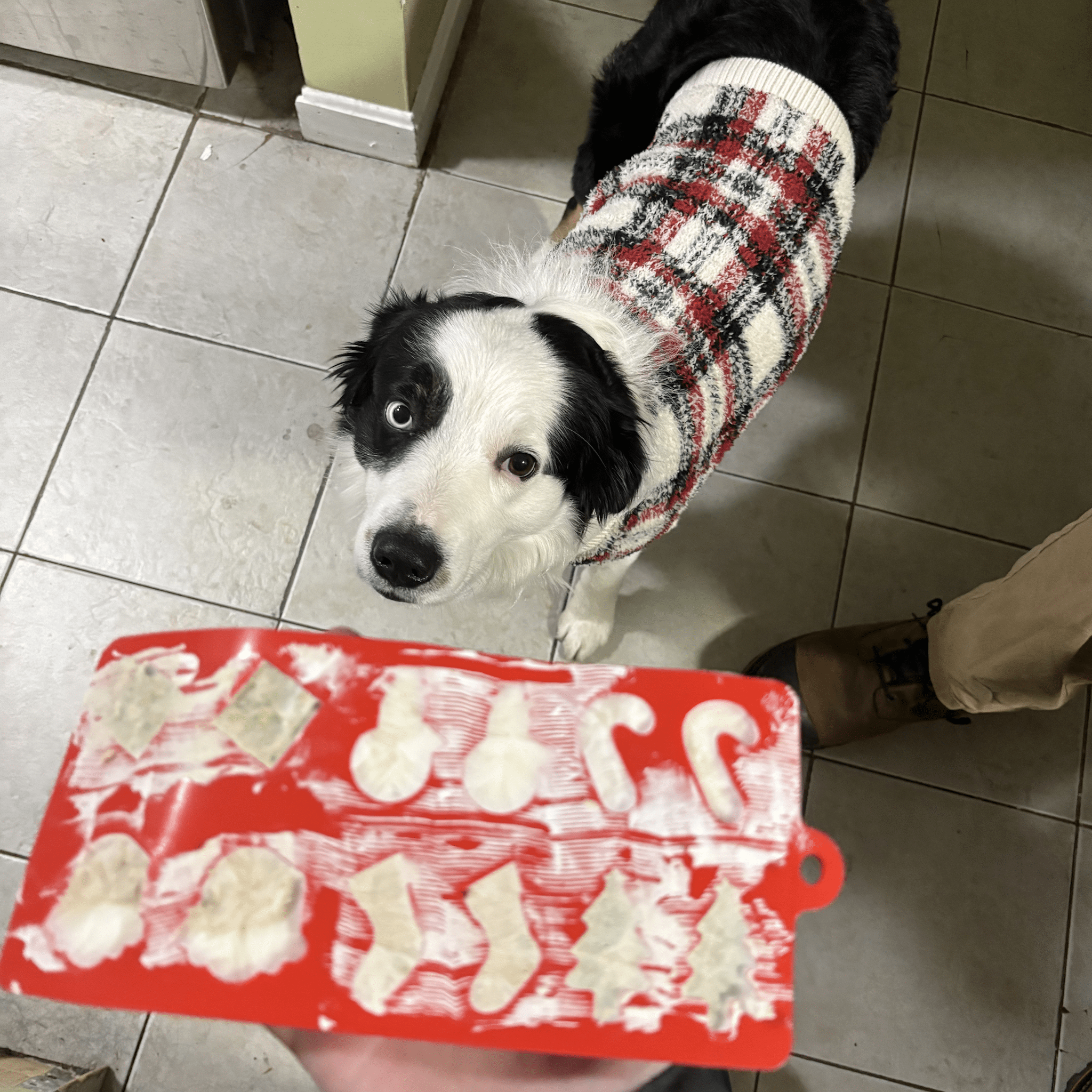 Pet Treat Molds - MaisonBeach